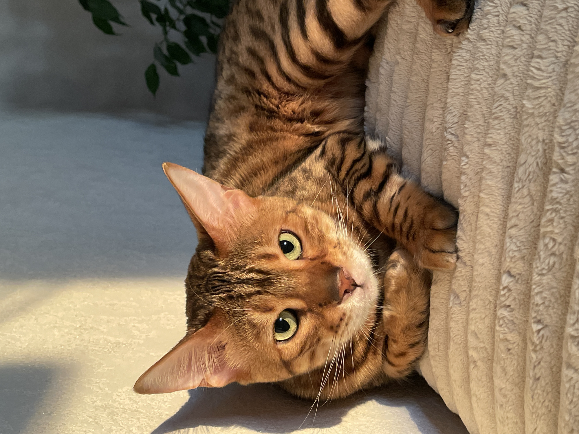 Bengal cat lounging indoors, green eyes and rosette markings on display
