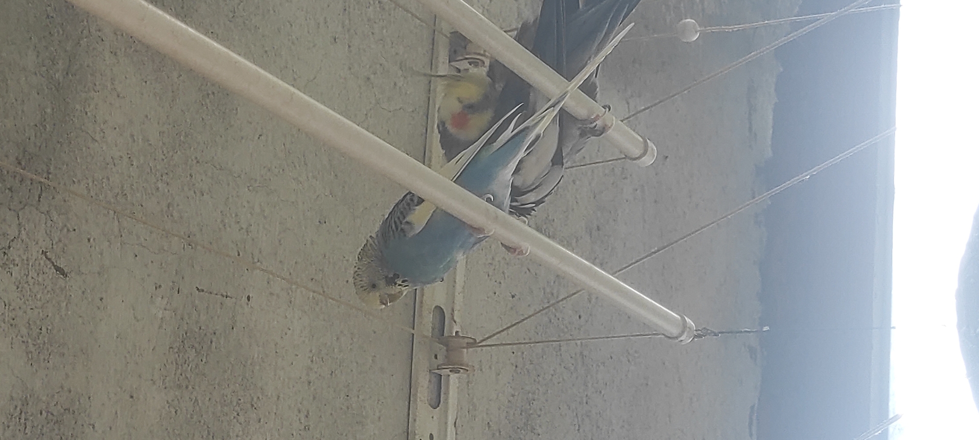 Budgerigar and a companion perched on a wire bar in Petrich