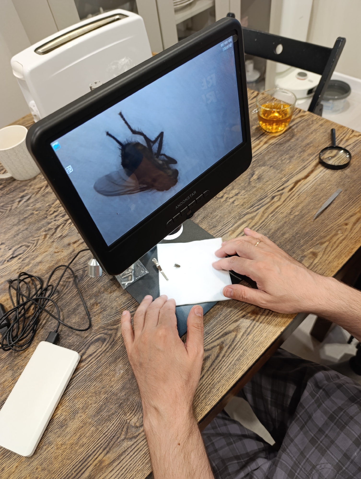 Resident uses digital microscope to examine fly in Perm