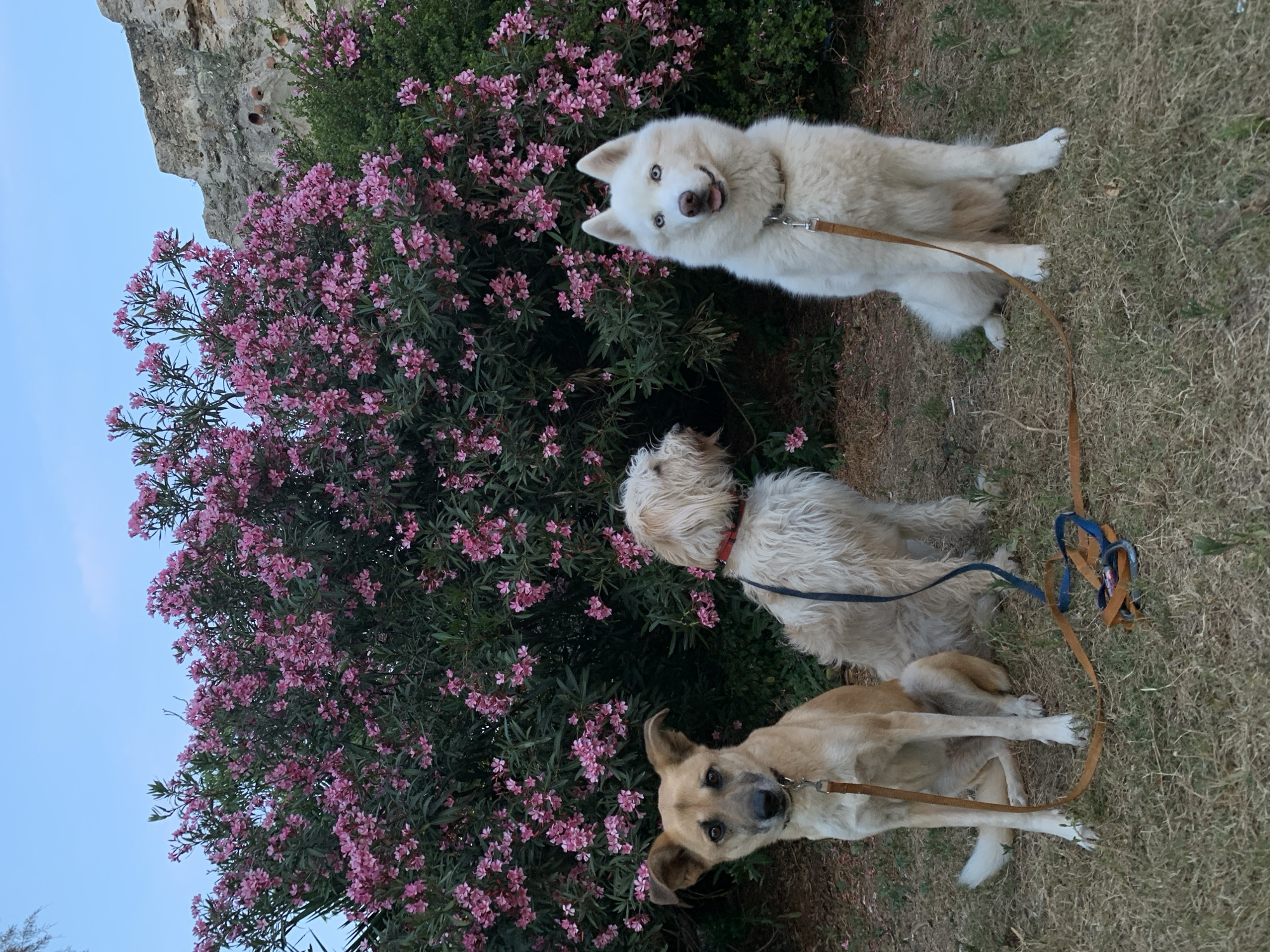 Three dogs spotted on leashes in Tel Aviv park