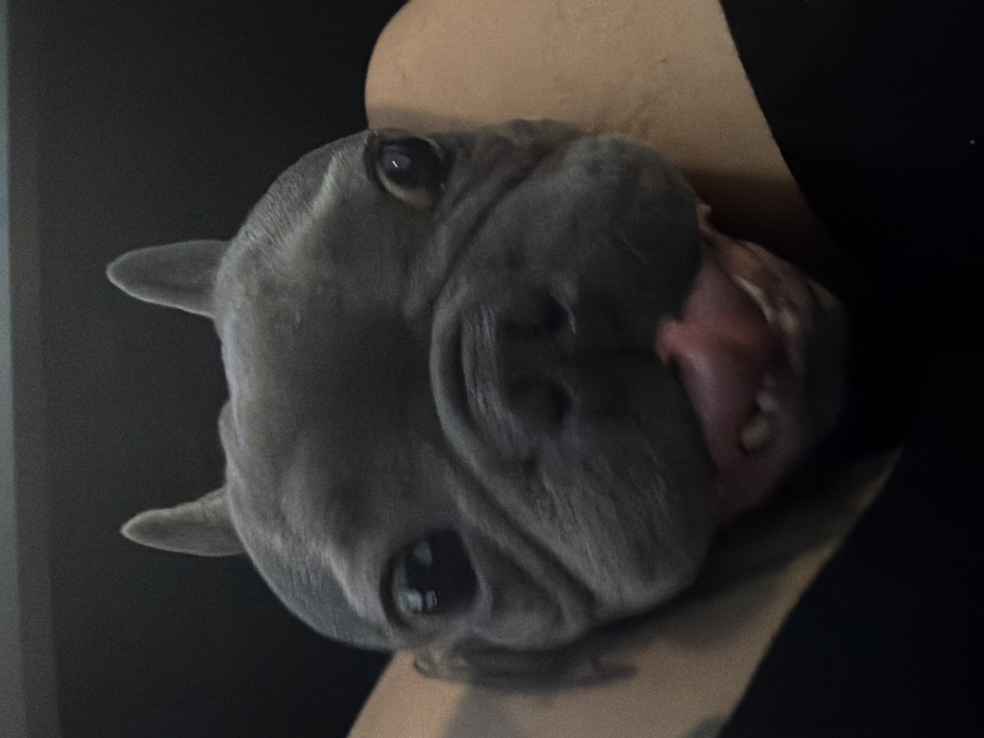 French Bulldog travels through Ruse, Bulgaria during twilight car ride