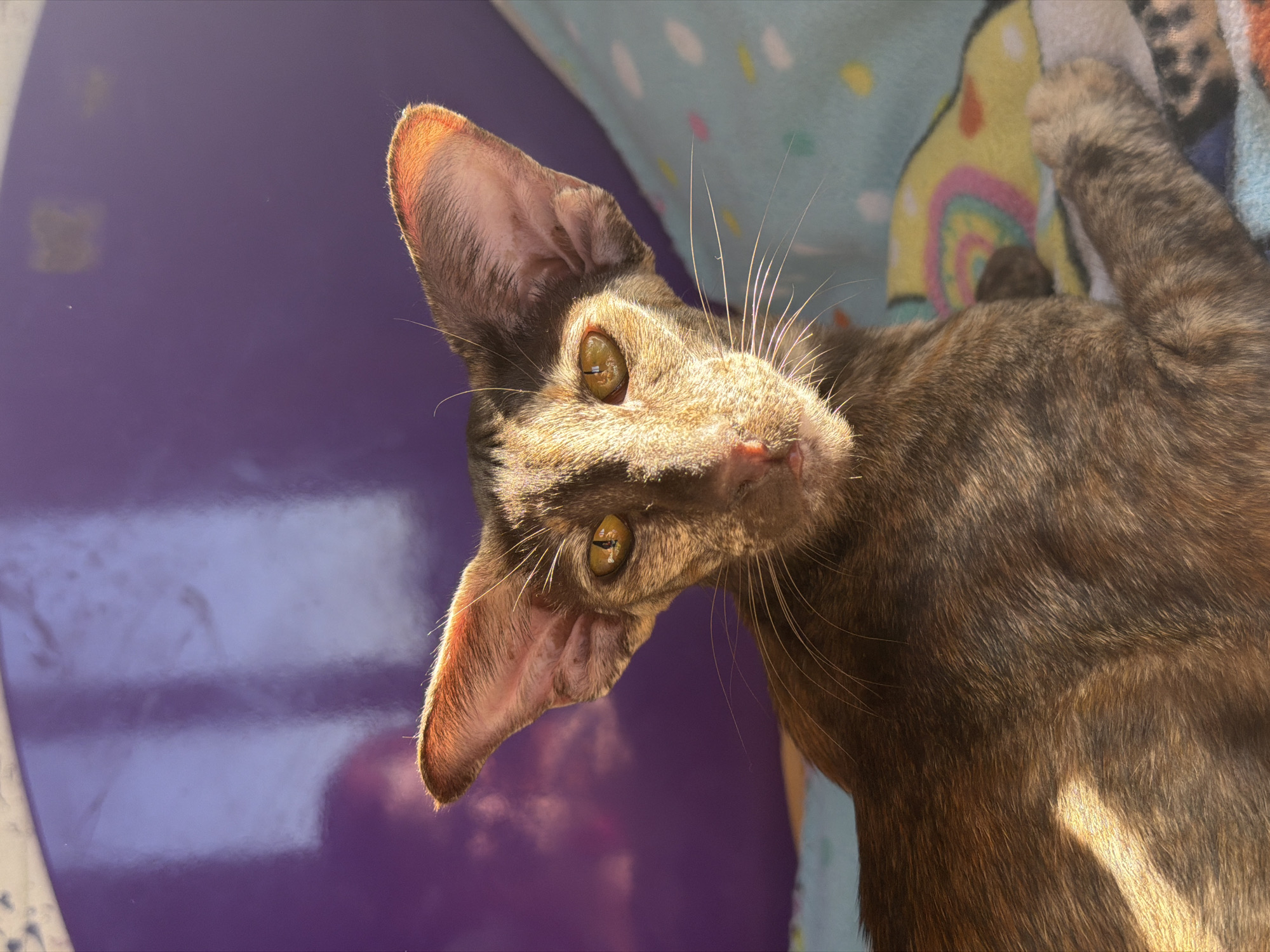 Oriental Shorthair cat rests on blanket in Chaikovsky