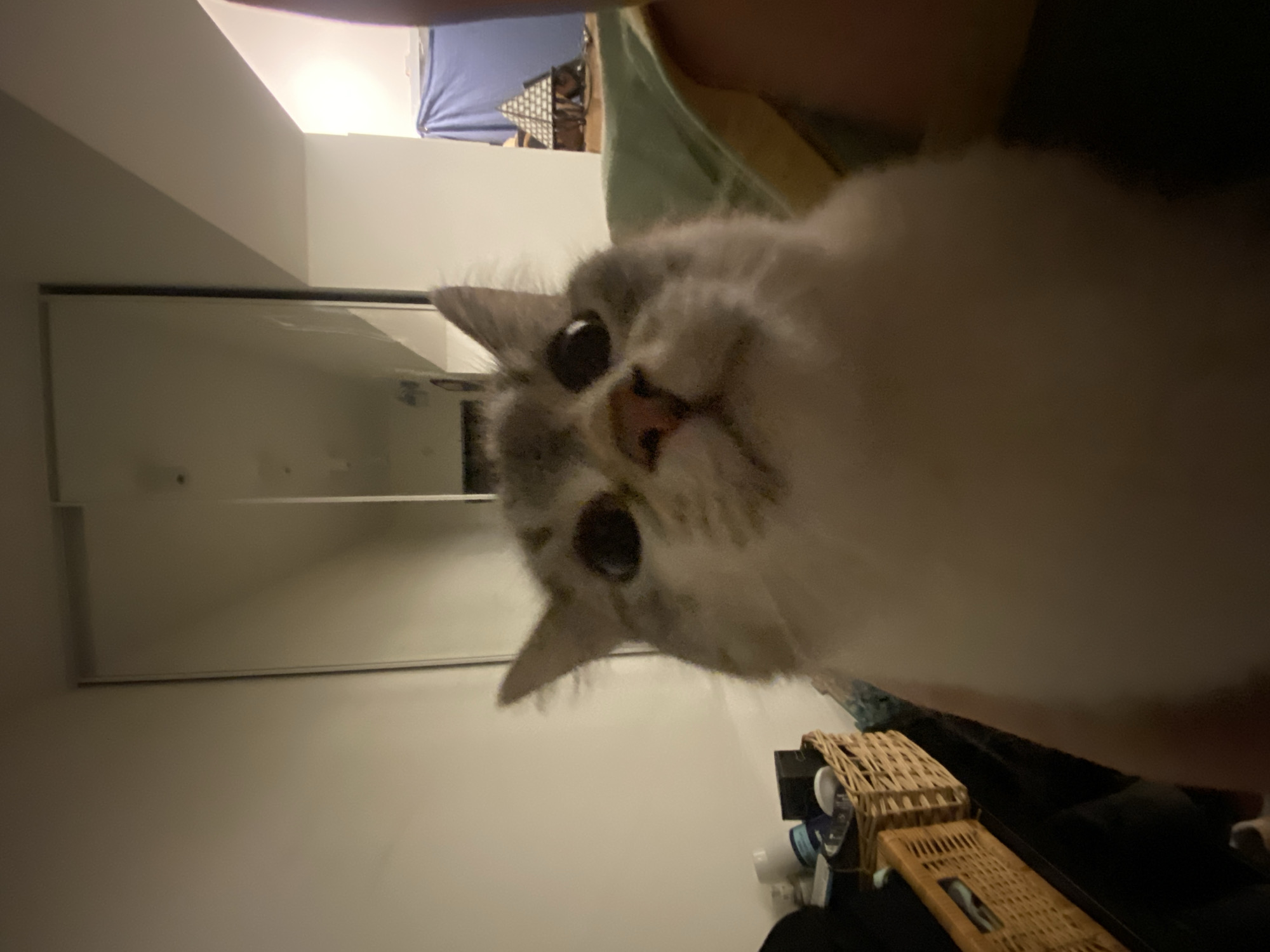 Domestic cat photographed indoors in Moscow