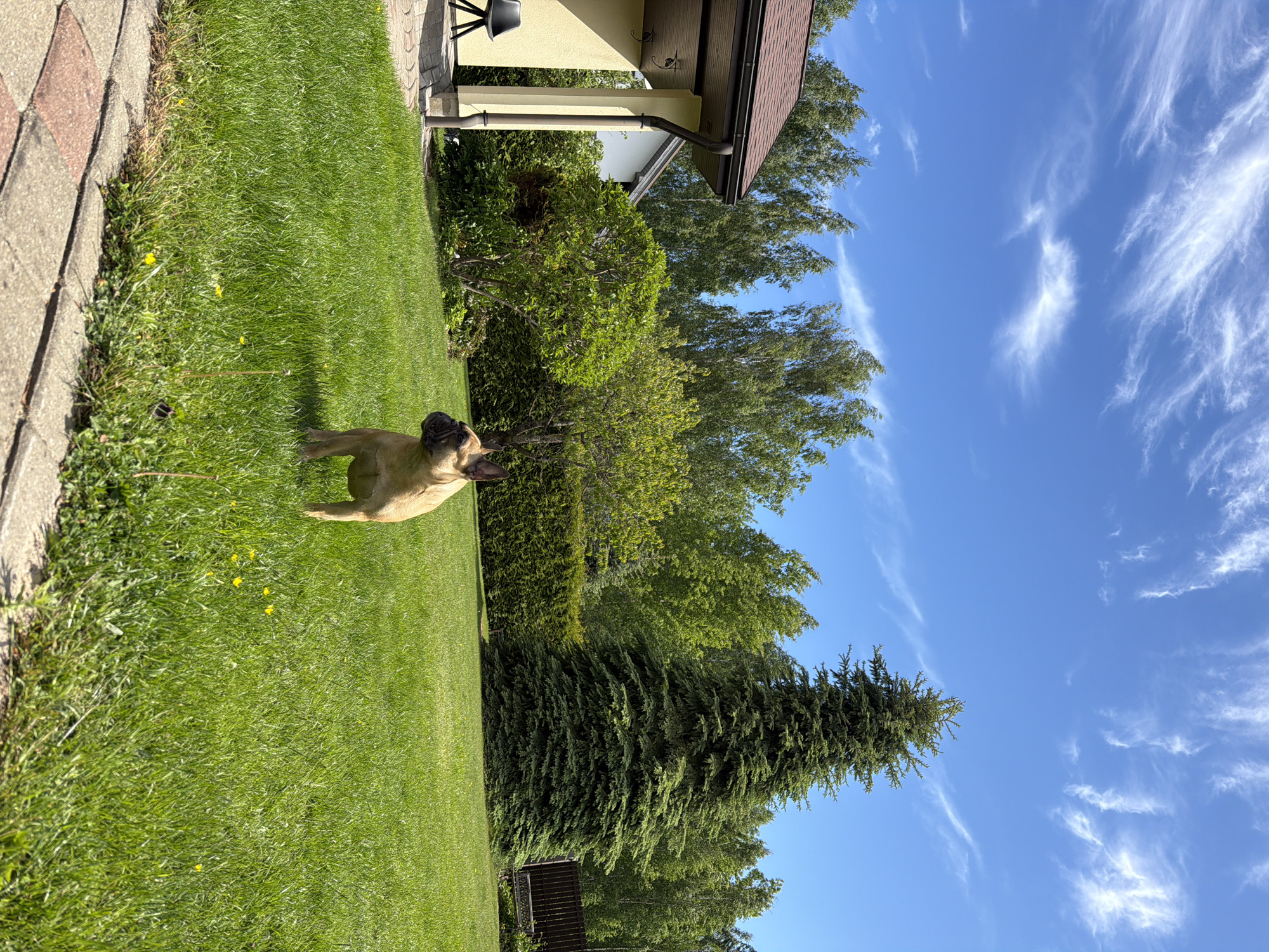 Morning moments with dogs and spring flowers in Baloži