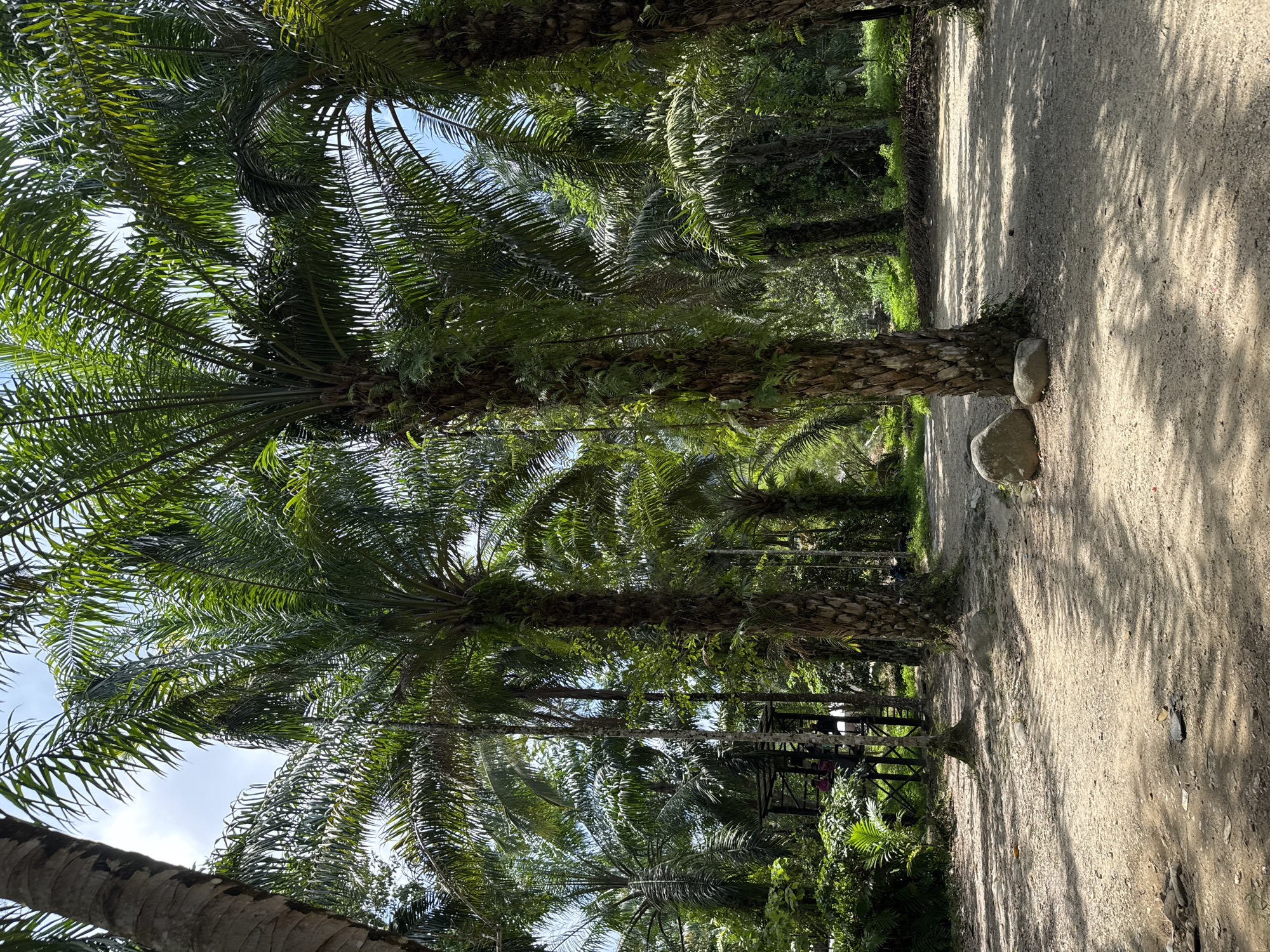 Dawn river scenes and palm-lined paths documented in Thailand