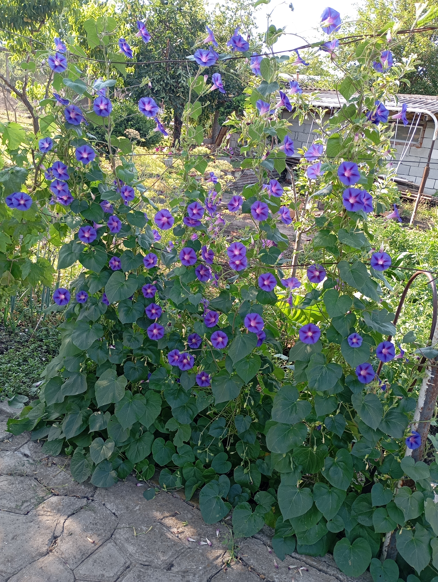Summer garden and harvest scenes from rural Karagash, Moldova