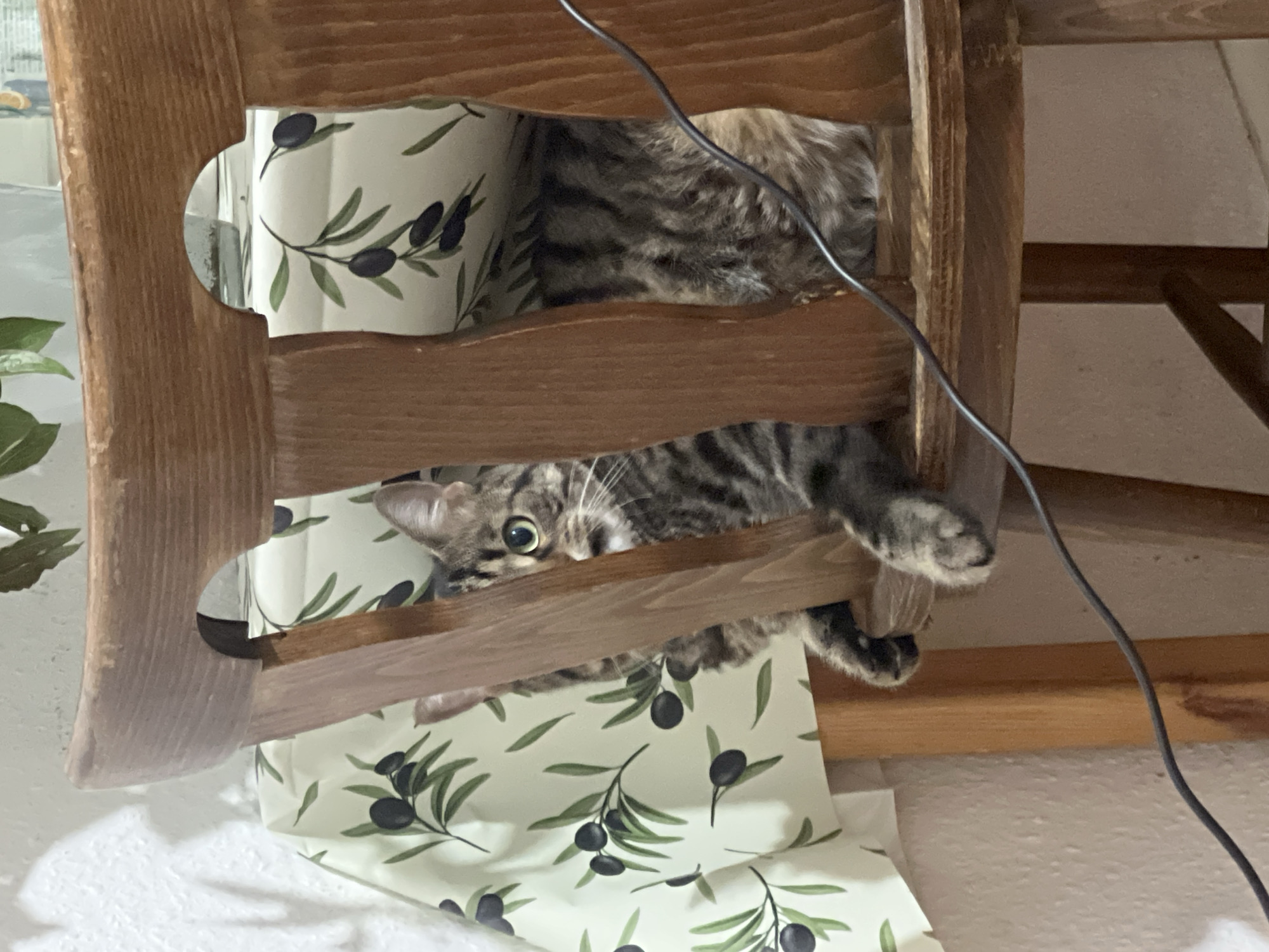Tabby cat spotted resting inside patterned chair in Strasbourg
