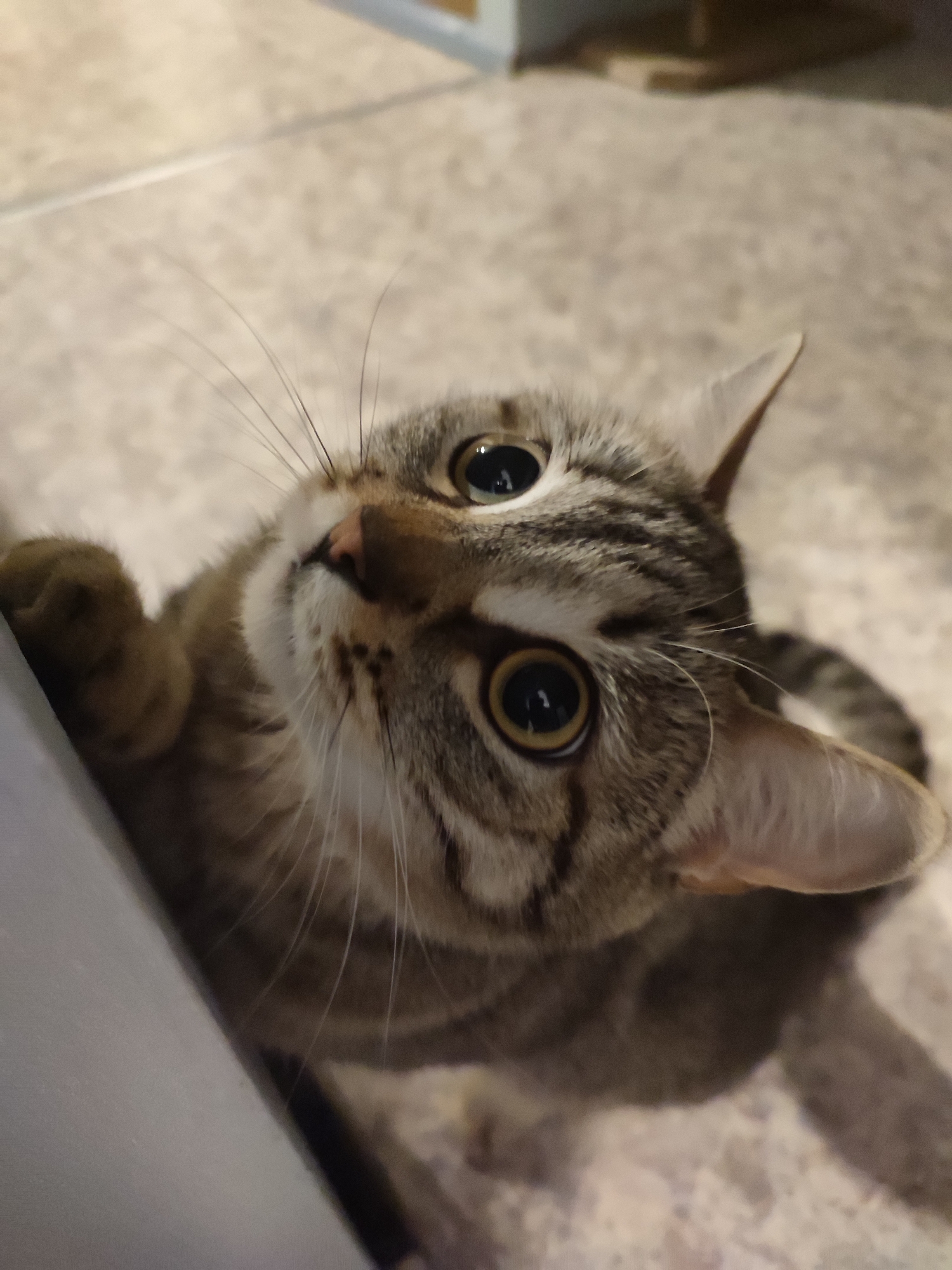 Tabby cat observed indoors looking upward in multiple locations