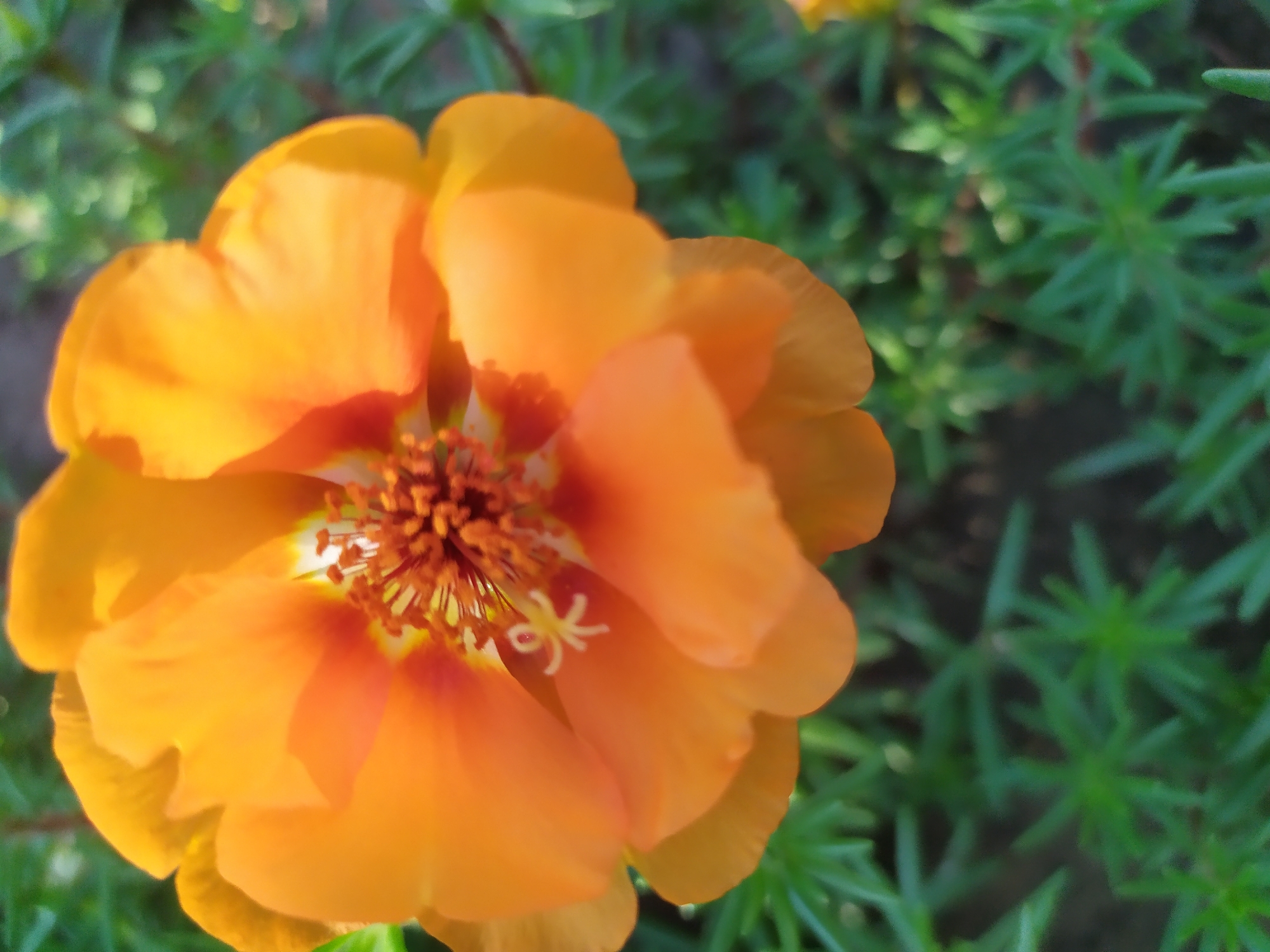 Close-up garden blooms from a quiet morning shoot