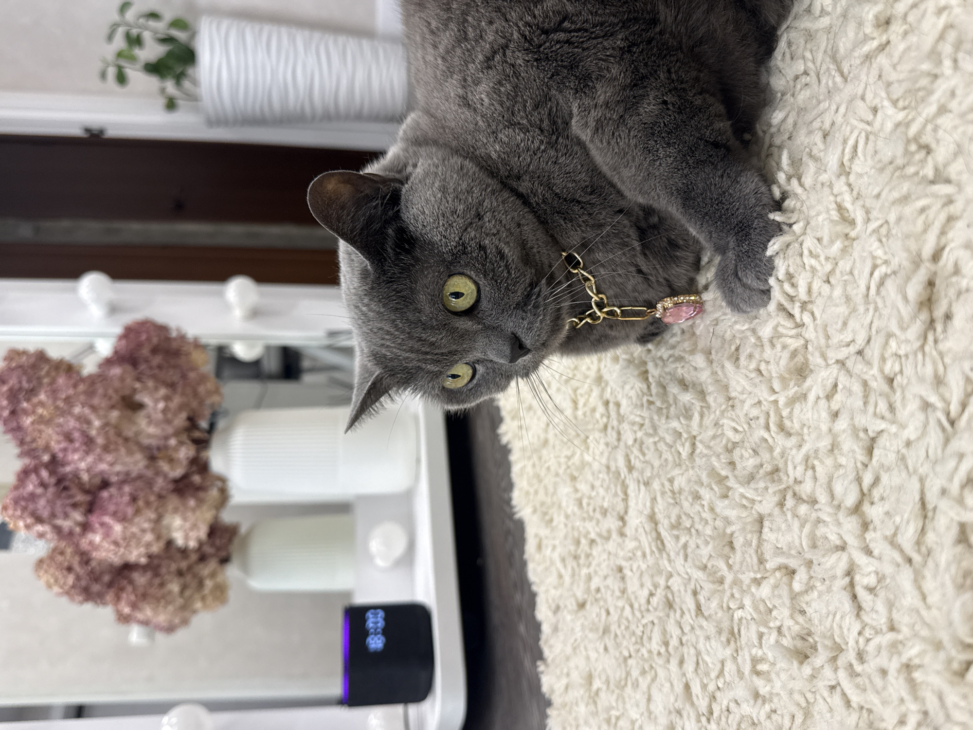 Gray cat with pink heart collar relaxes on a shaggy rug