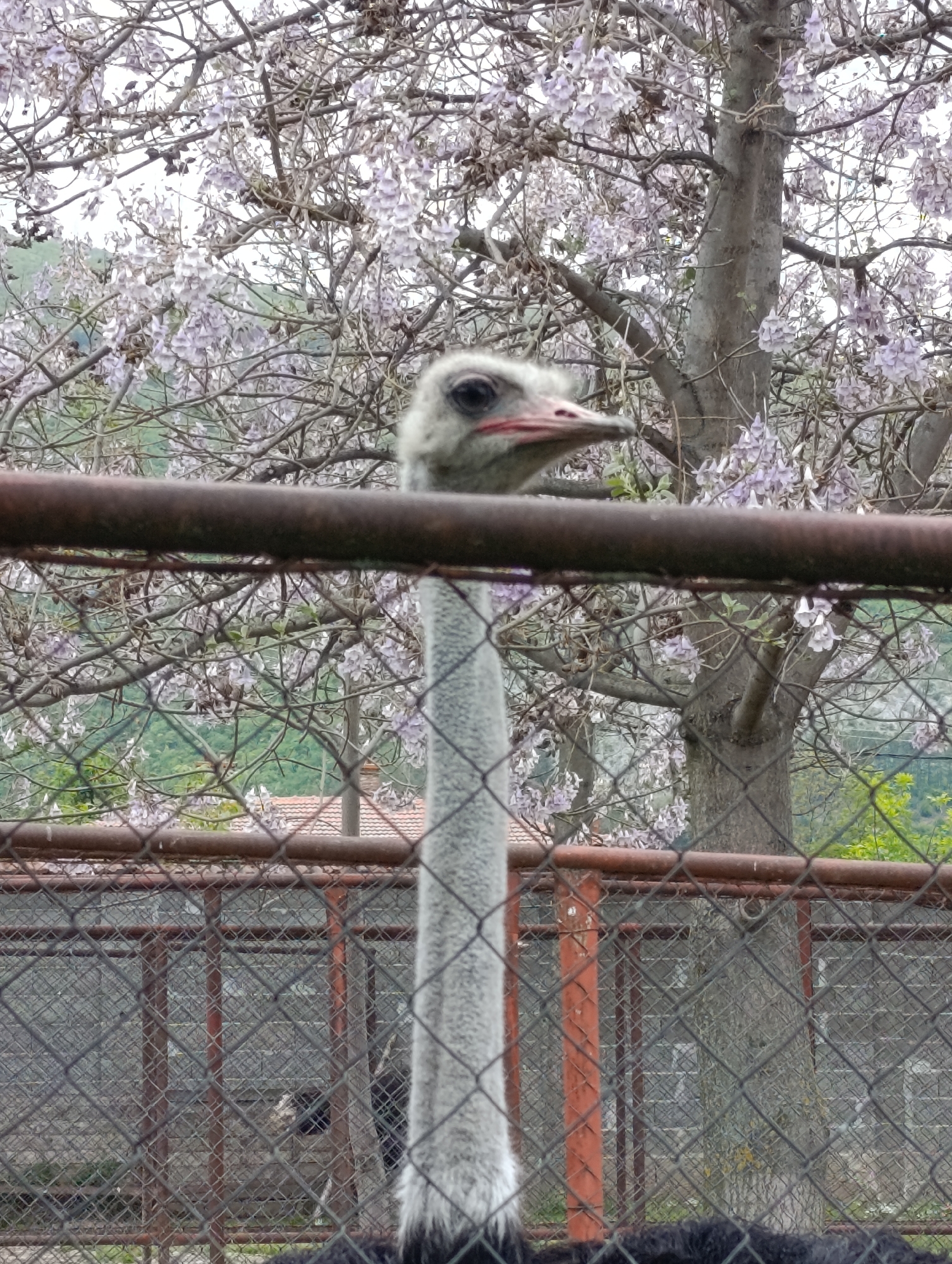 Ostriches observed at wildlife facility in Skobelevo, Bulgaria