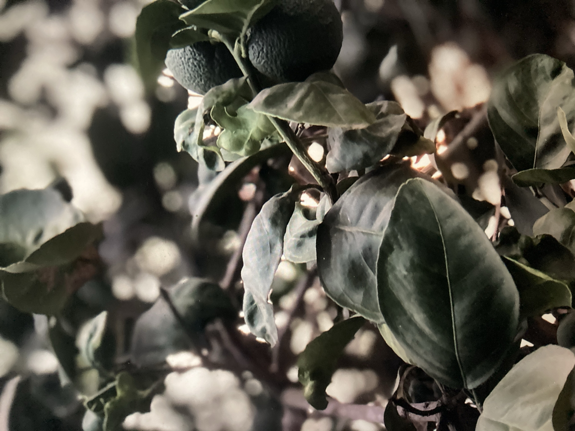 Unripe citrus fruit observed on tree in Minna, Nigeria