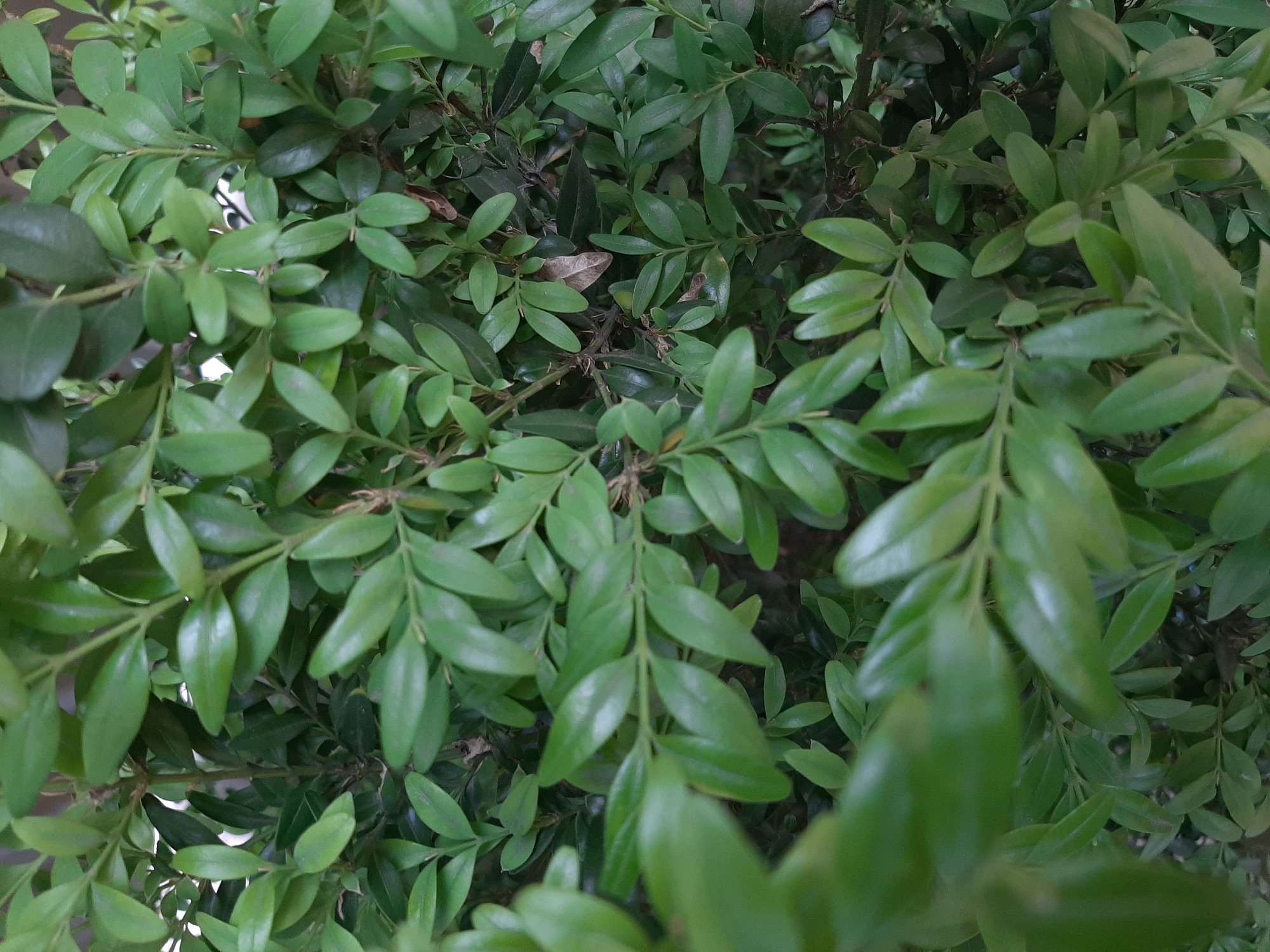 Slow Lviv morning: plants, a cat, and quiet indoor details
