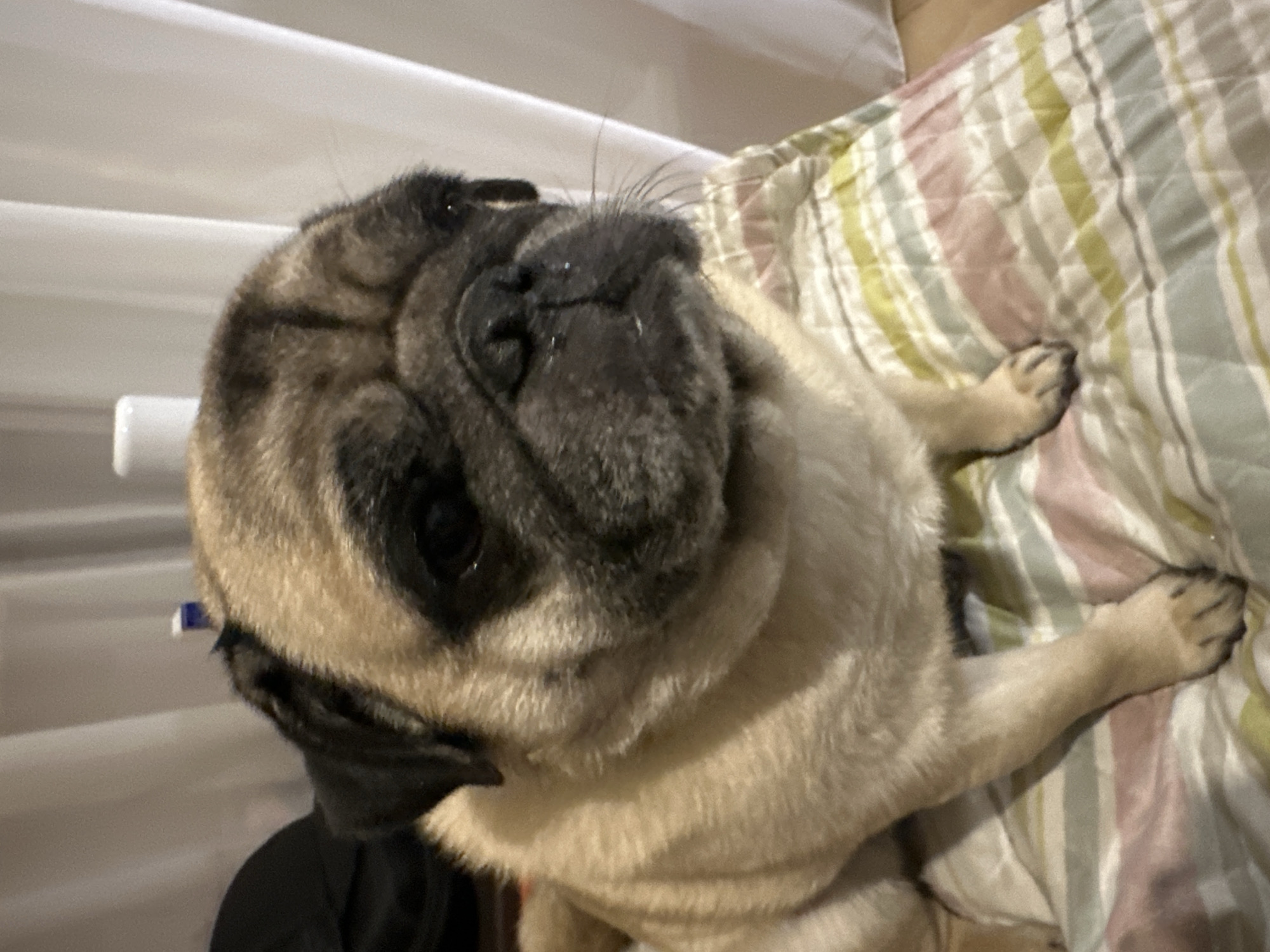 Chill evening at home with a pug, Mirny, Russia