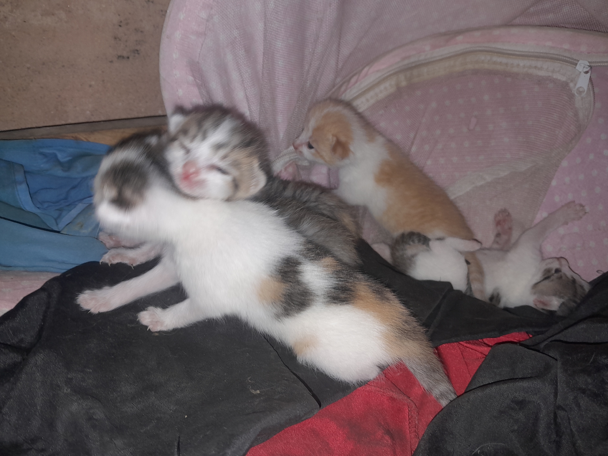 Litter of Four Kittens Spotted Resting in Jos, Nigeria