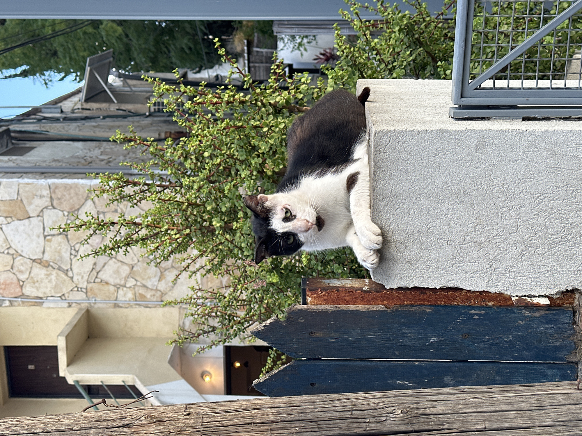 Black and white cat on a post, Tel Aviv street scene