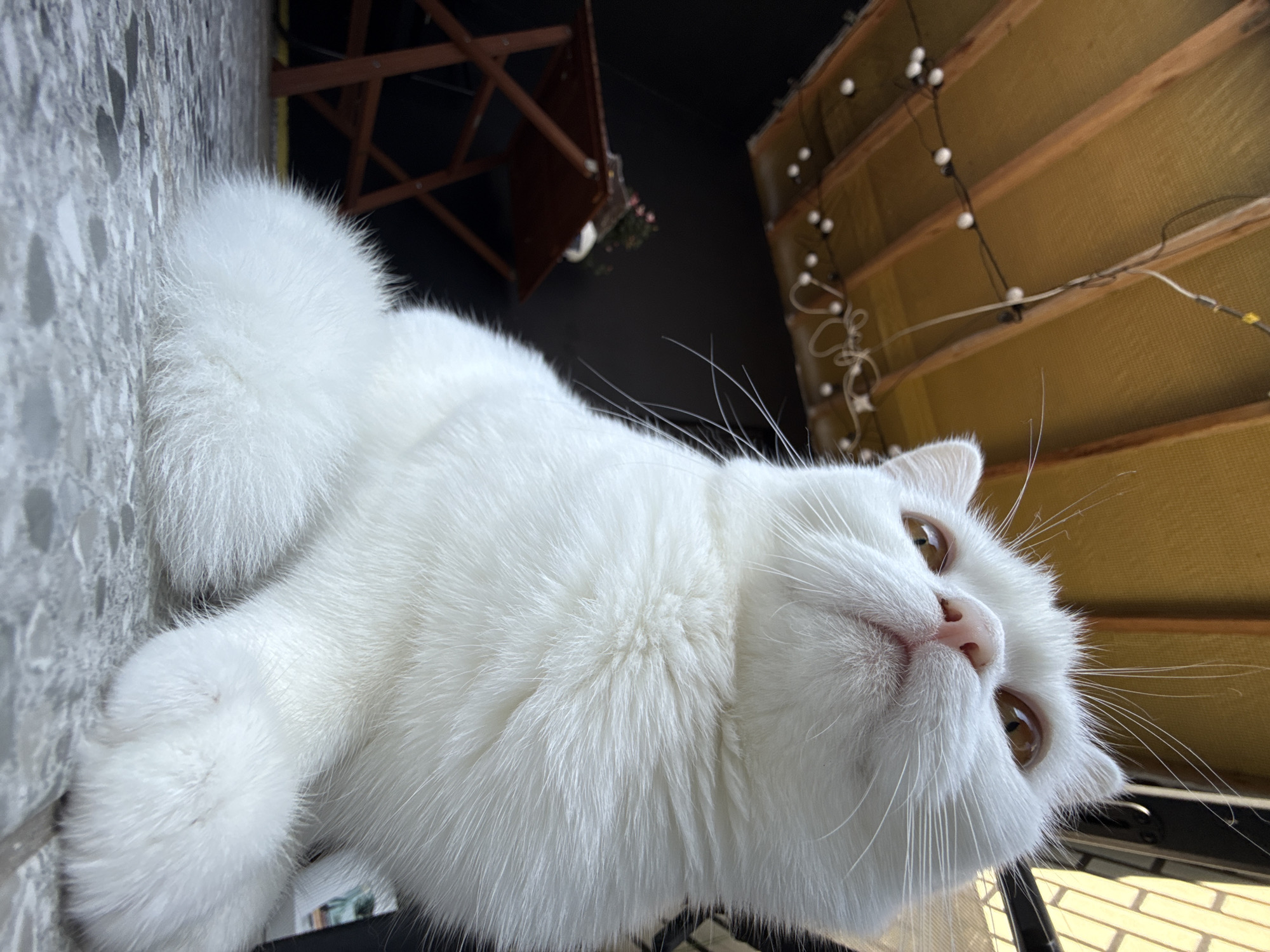 White cat, multiple angles, curiosity aimed skyward