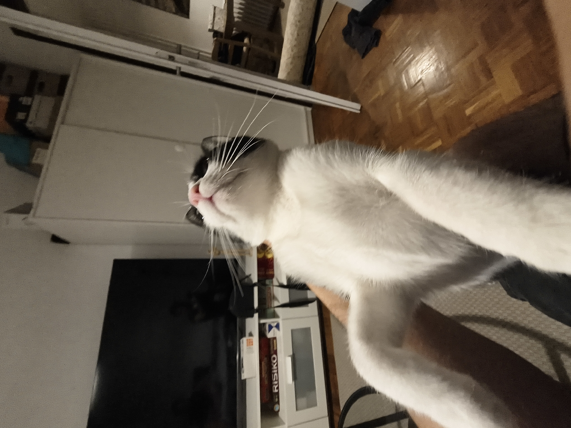 Domestic cat photographed in residential setting in Zemun, Serbia