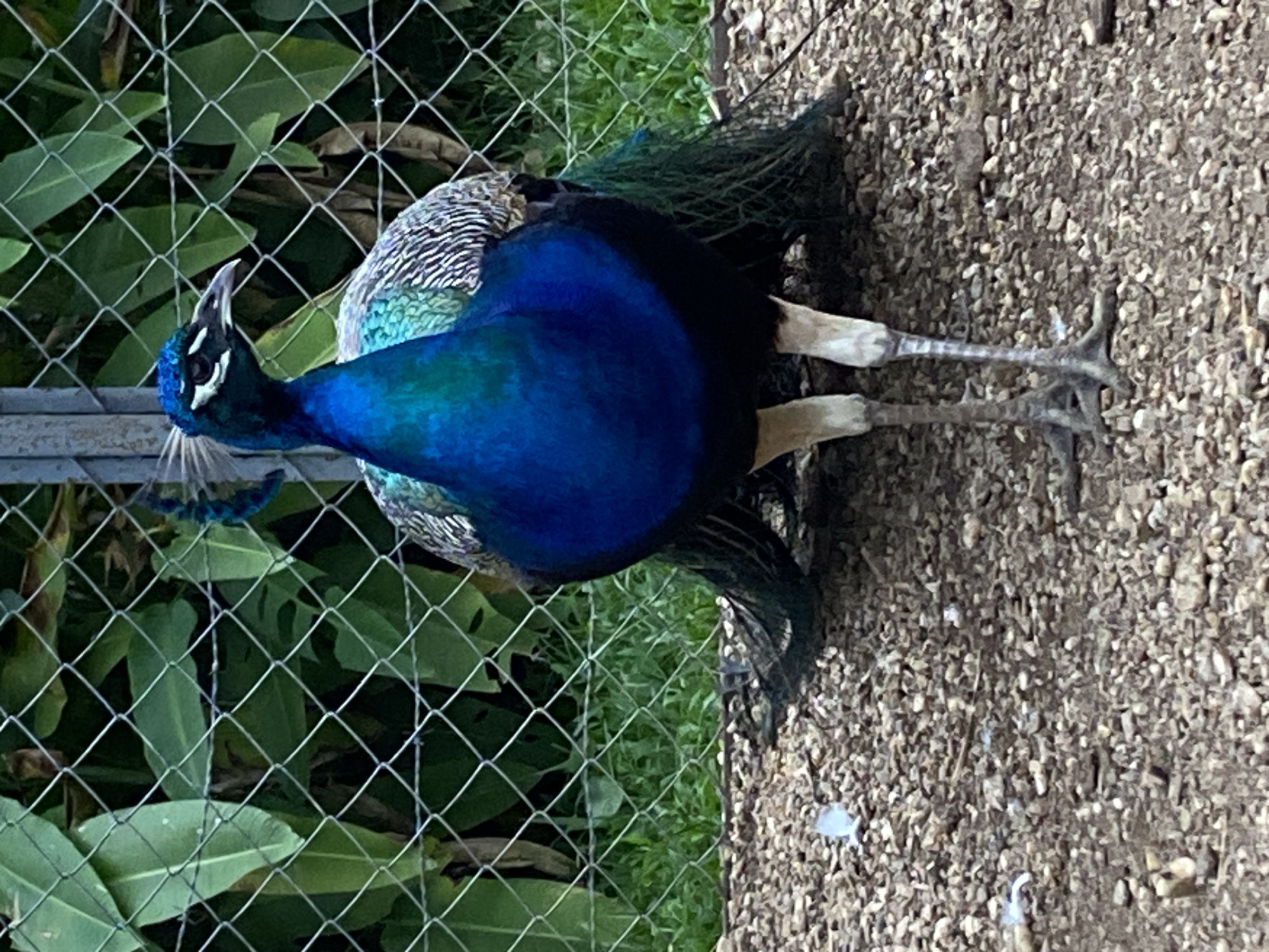 Peacock and duck spotted in rural Venezuela farm setting