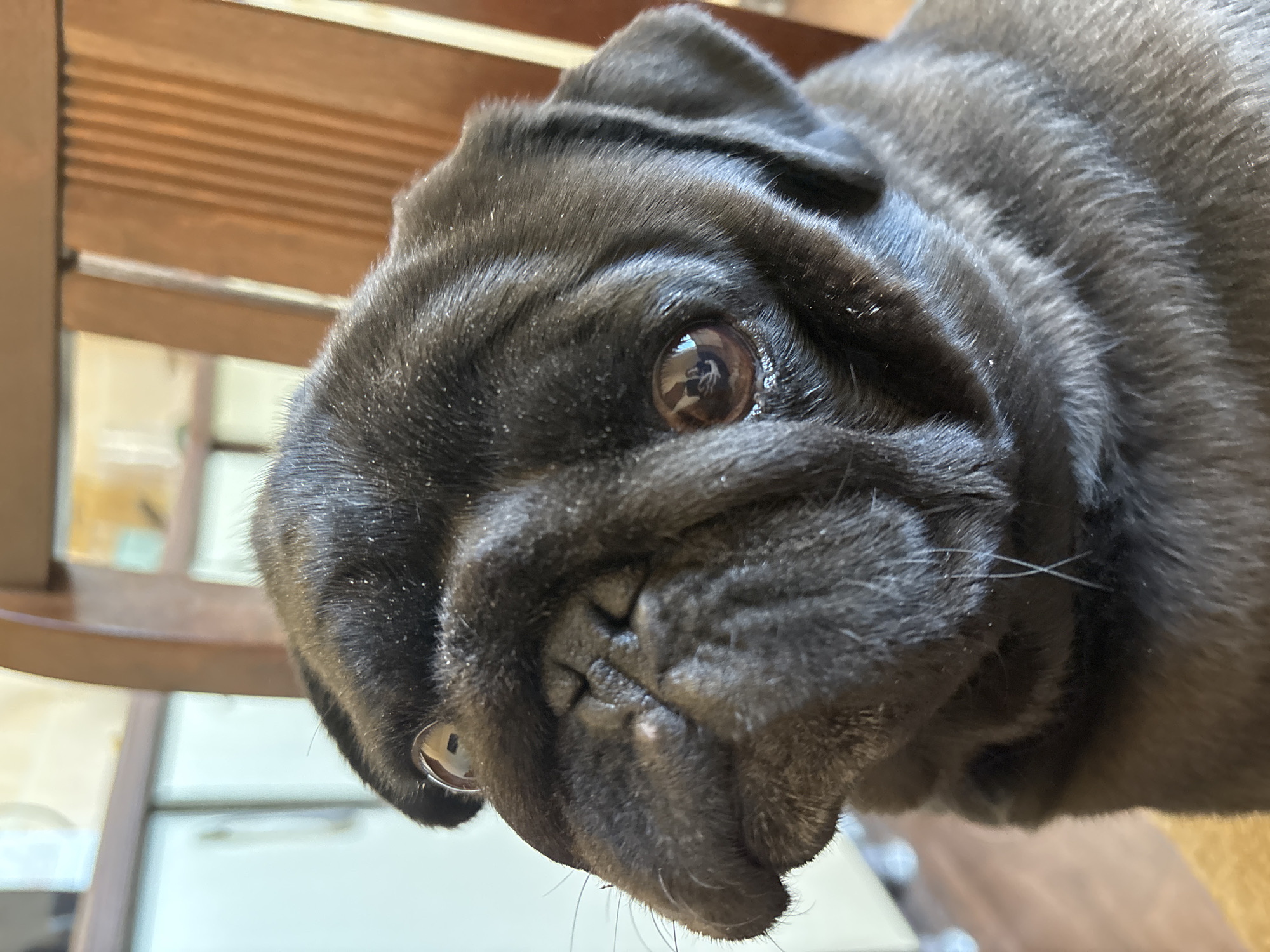 Black pug photographed in close-up in Shadrinsk, Russia