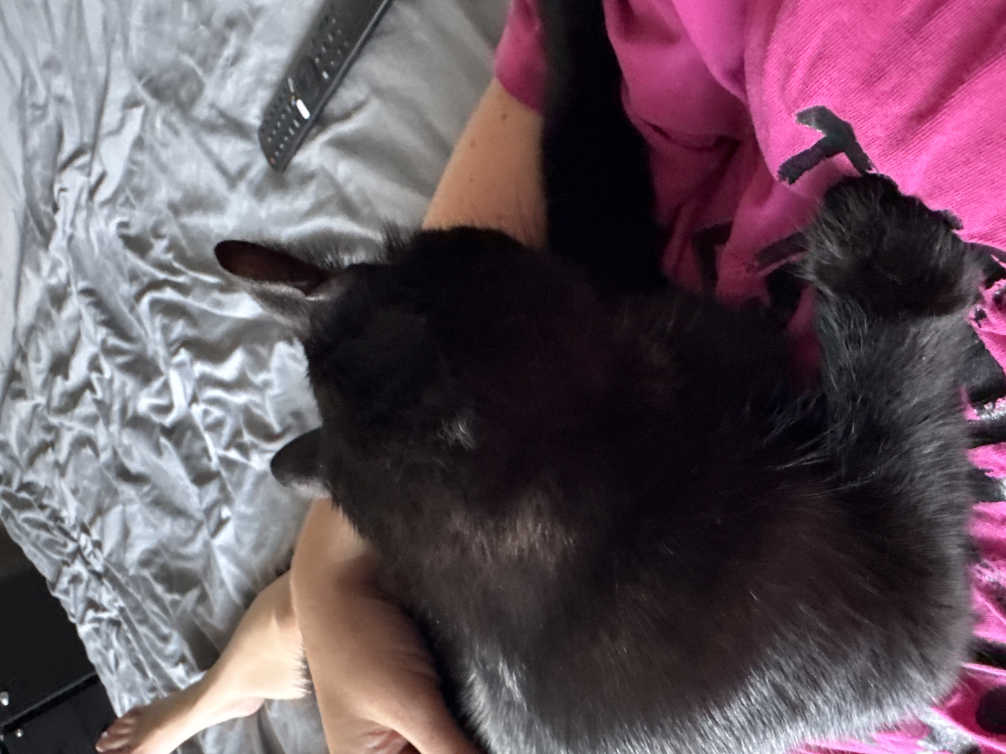 Cozy afternoon in with a black cat and roses