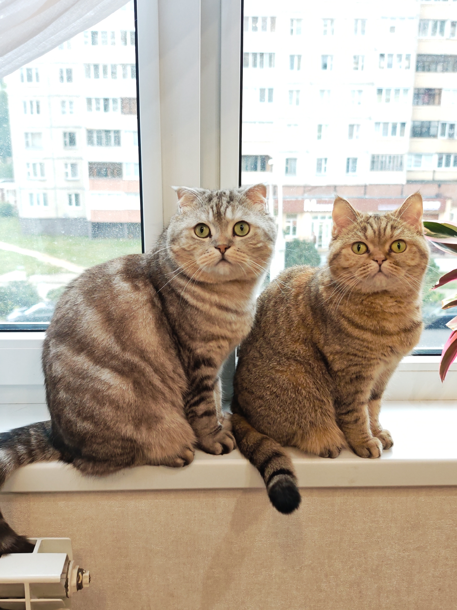 Two tabby cats on a Minsk apartment windowsill, city view behind them.
