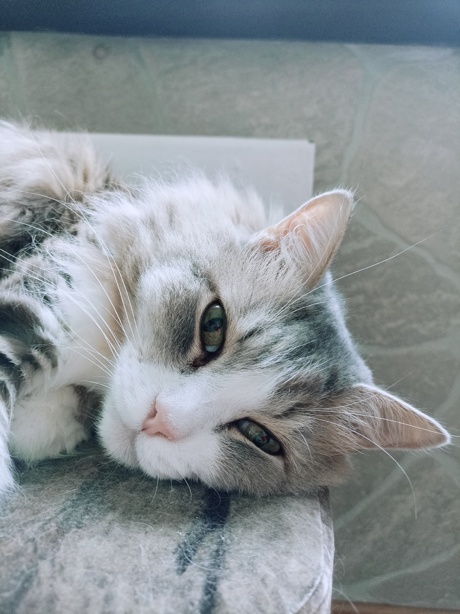 Quiet Novosibirsk morning: cats, flowers, and everyday domestic details