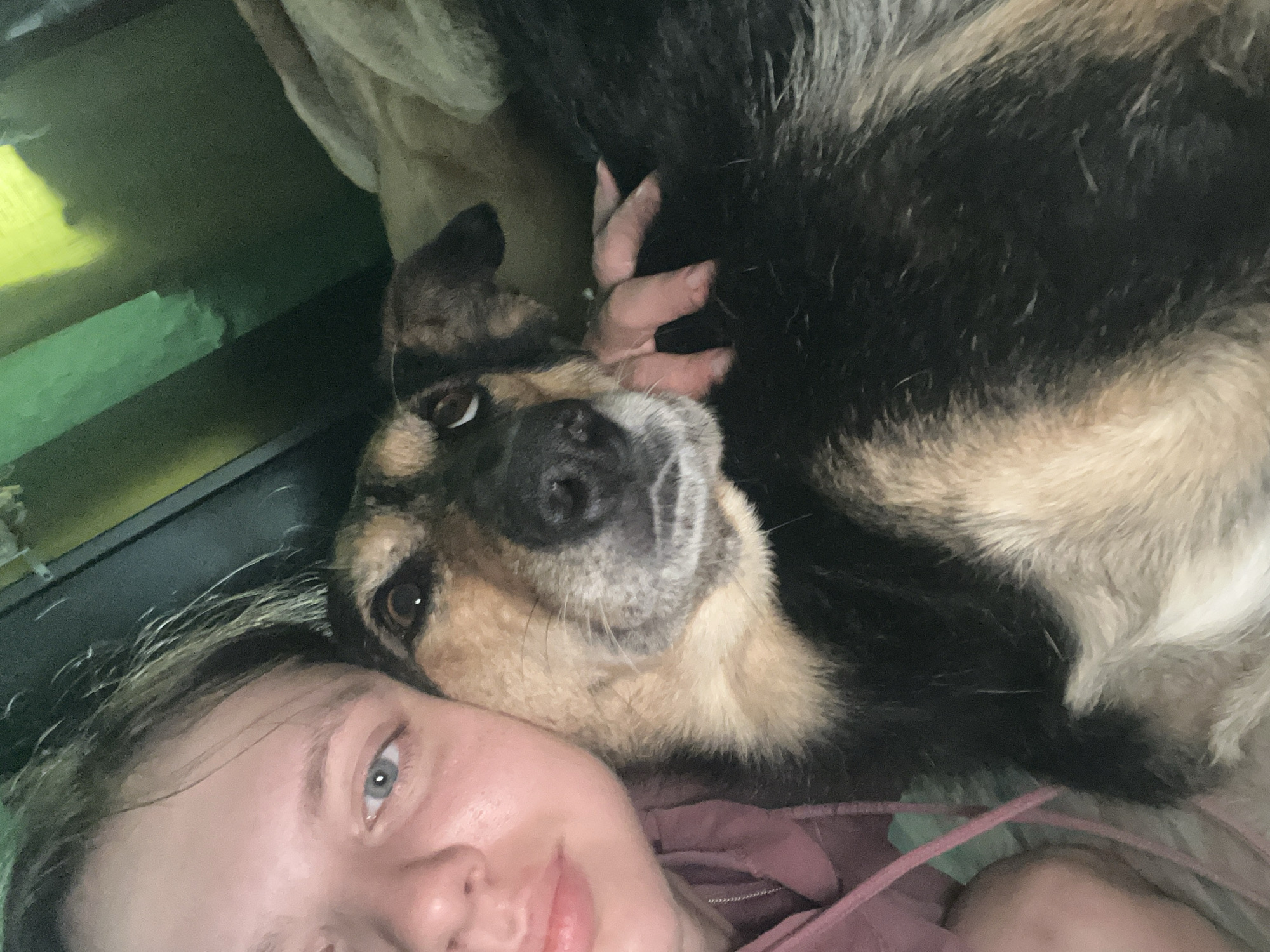 Dogs at rest in a Nizhny Tagil home
