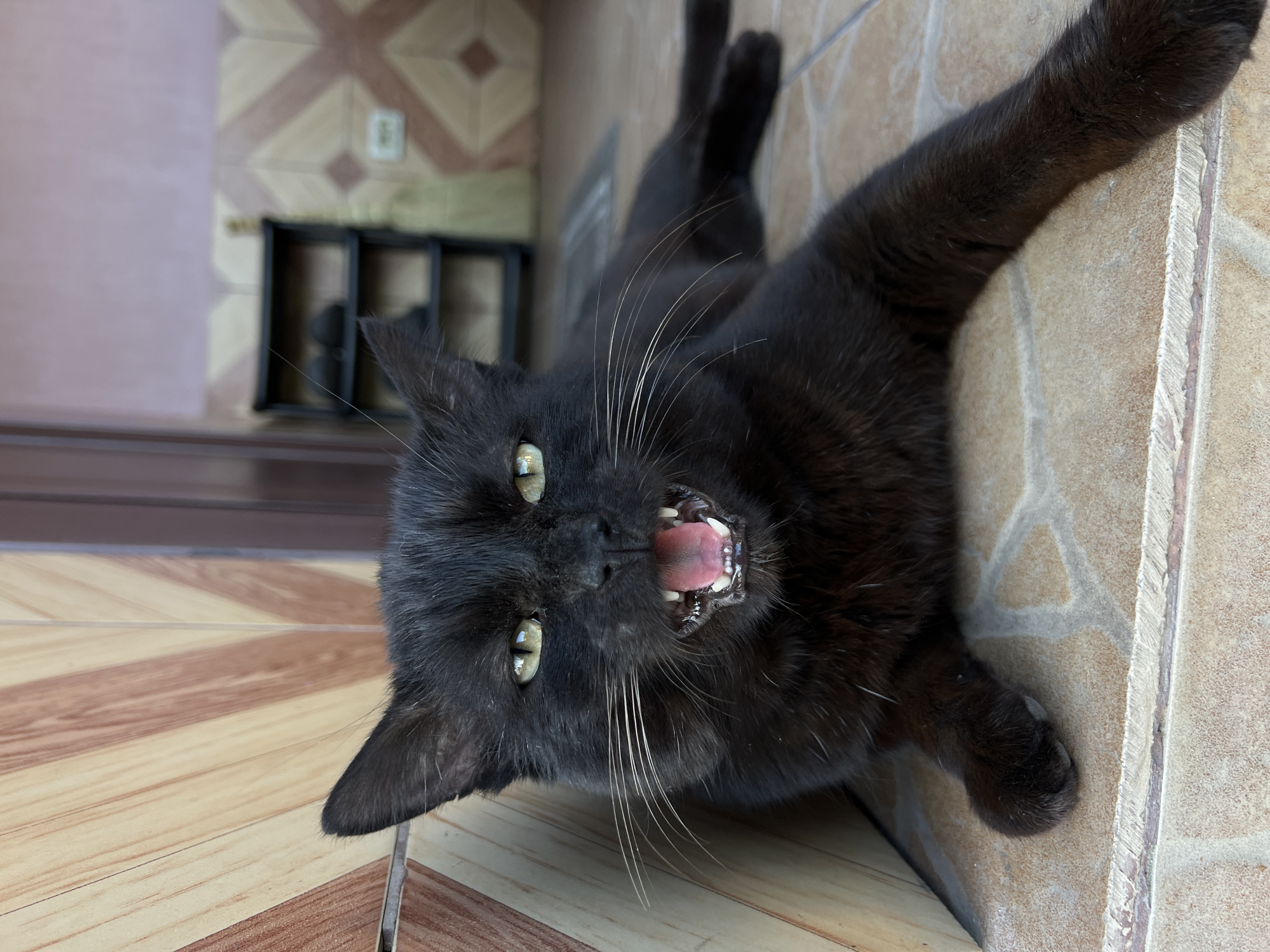 Black cat vocalizes on tiles in Ukrainian village