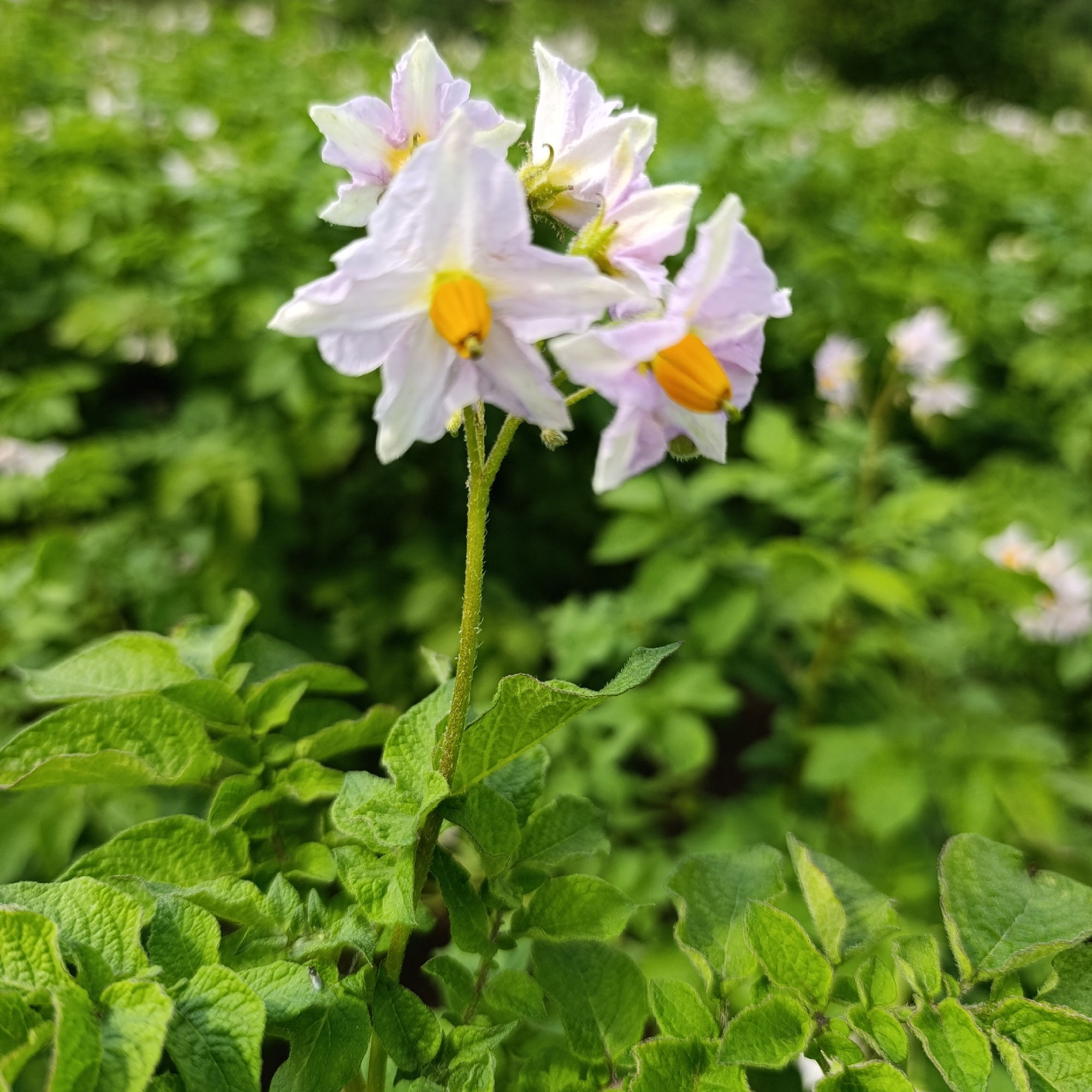 Summer dacha day: gardens, flowers, food, and outdoor activities
