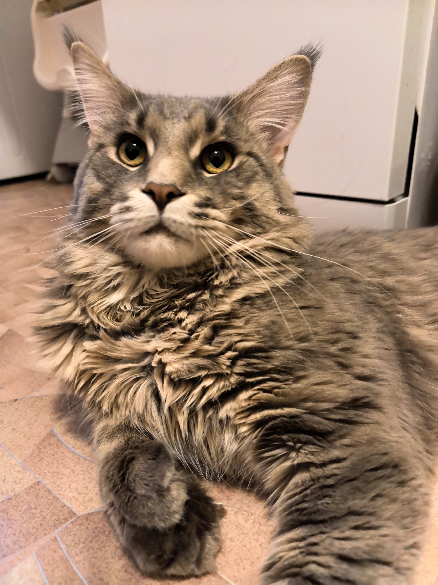 Maine Coon cat observed resting in residential bathroom setting