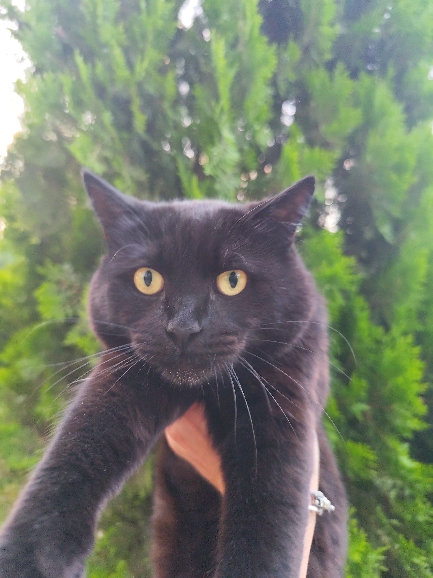 Black cat and mountain scenery in Almaty