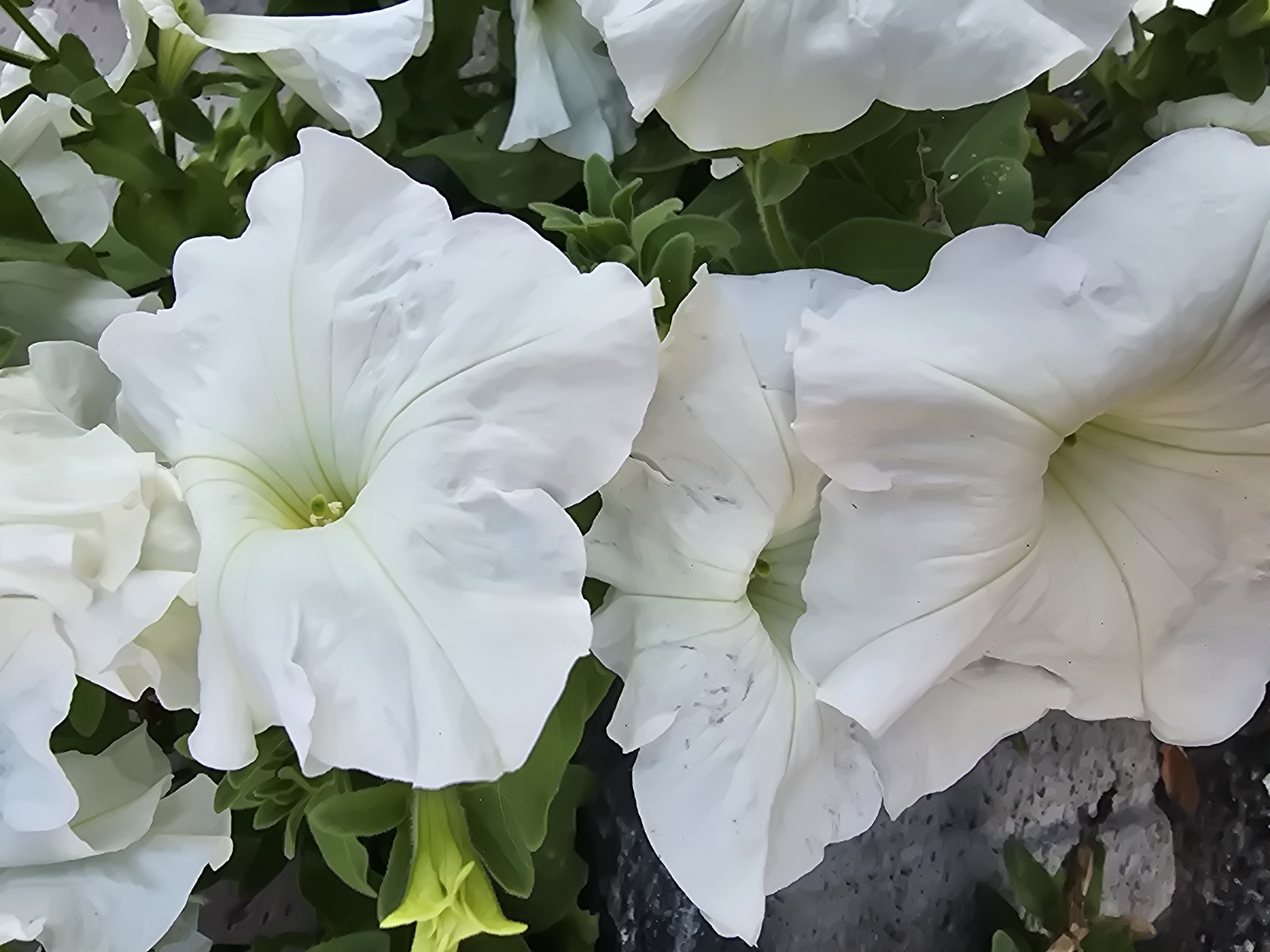 Summer garden flowers and a twilight close-up near Kyiv