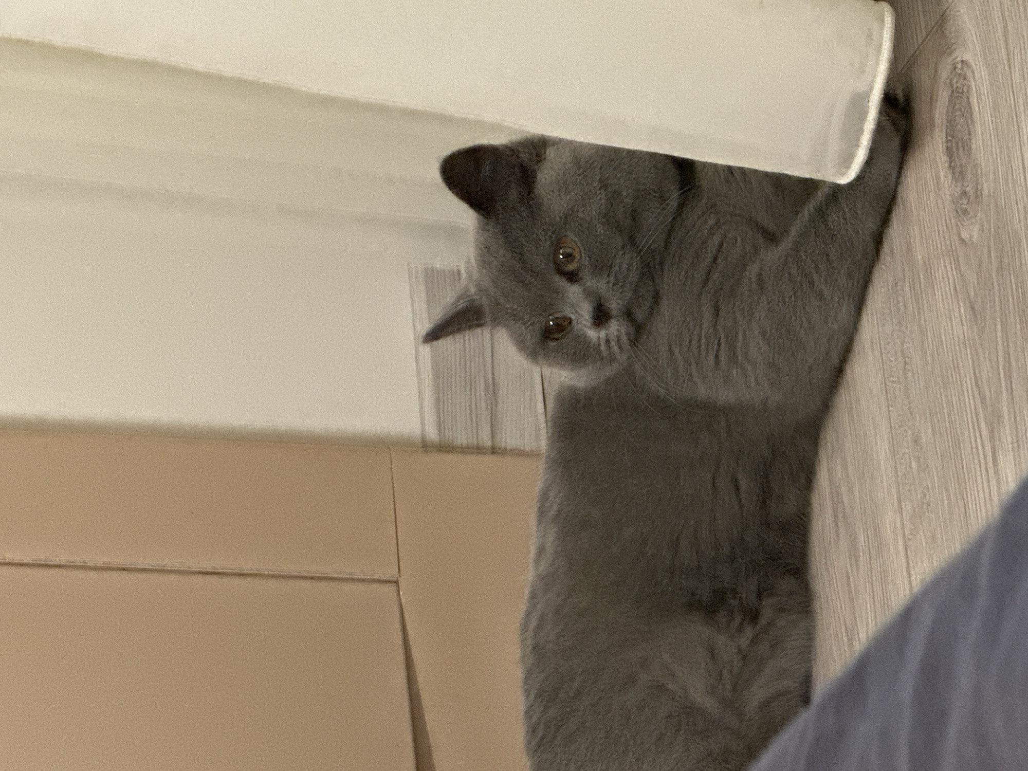 British Shorthair lounges and plays on apartment floor in Ruse