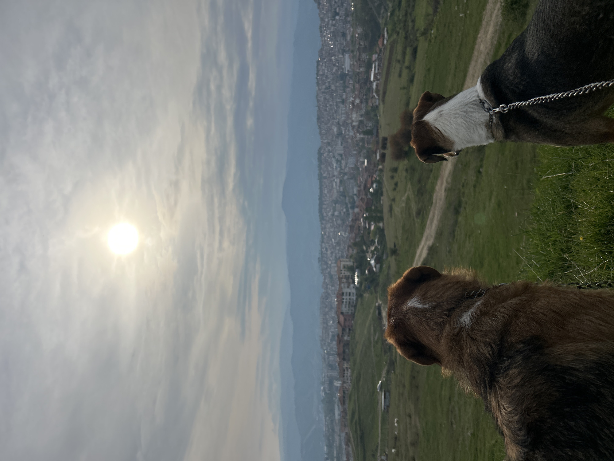 Two dogs observe Sandanski skyline from hillside vantage point