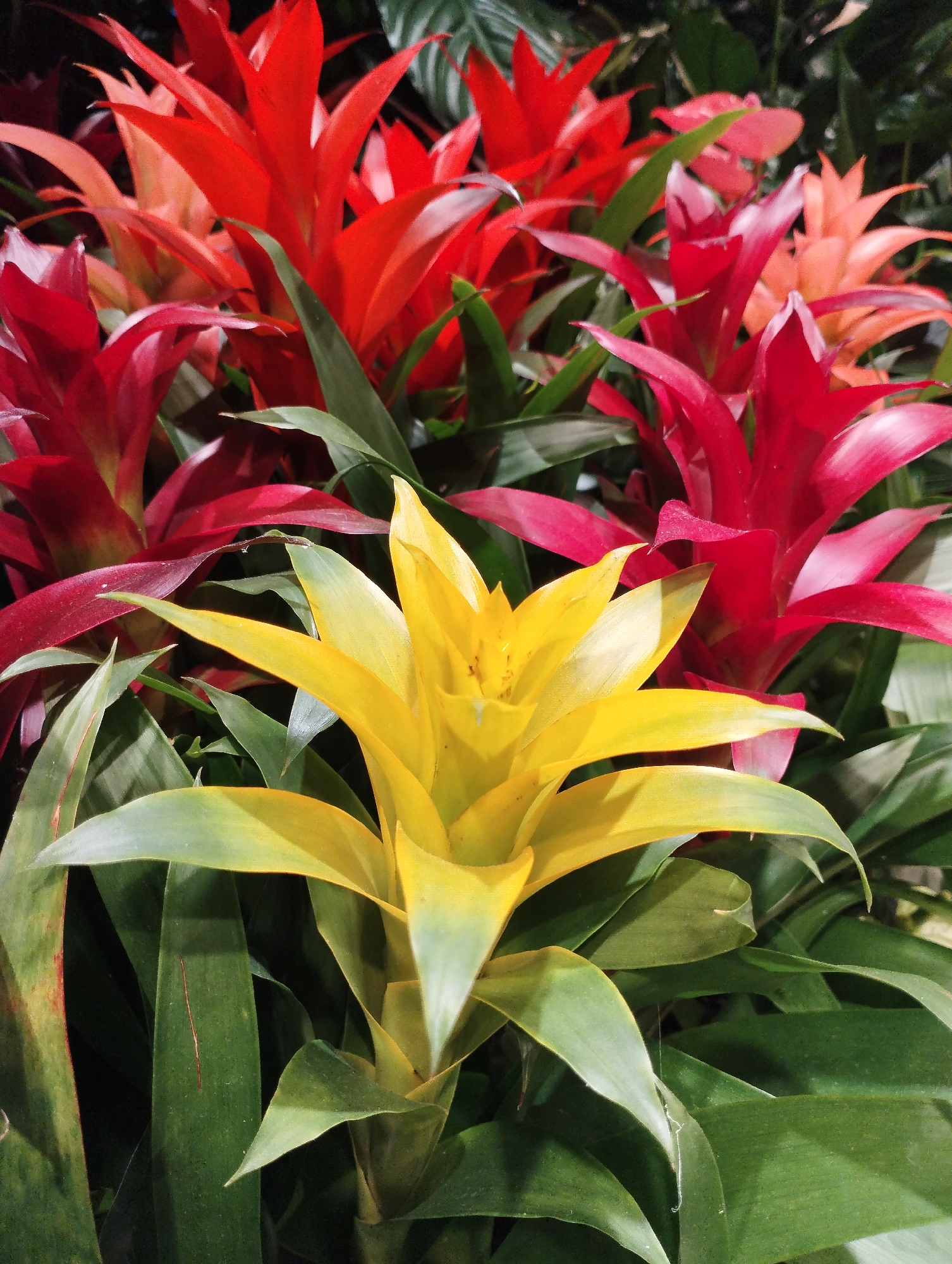 Morning flower market visit documented in Alpine Swiss town