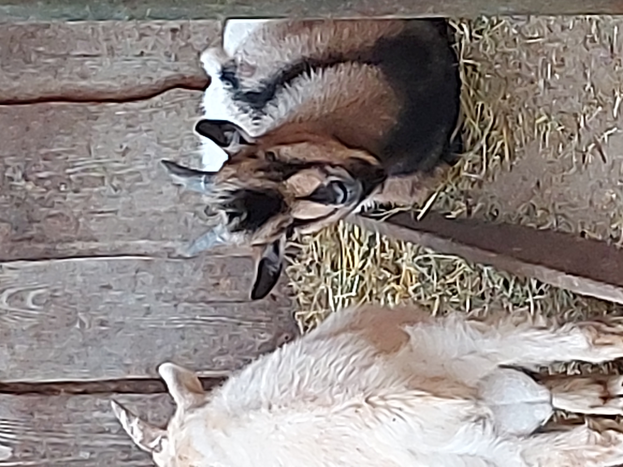 Goats in a pen, bubbles on the grass, toy truck nearby.