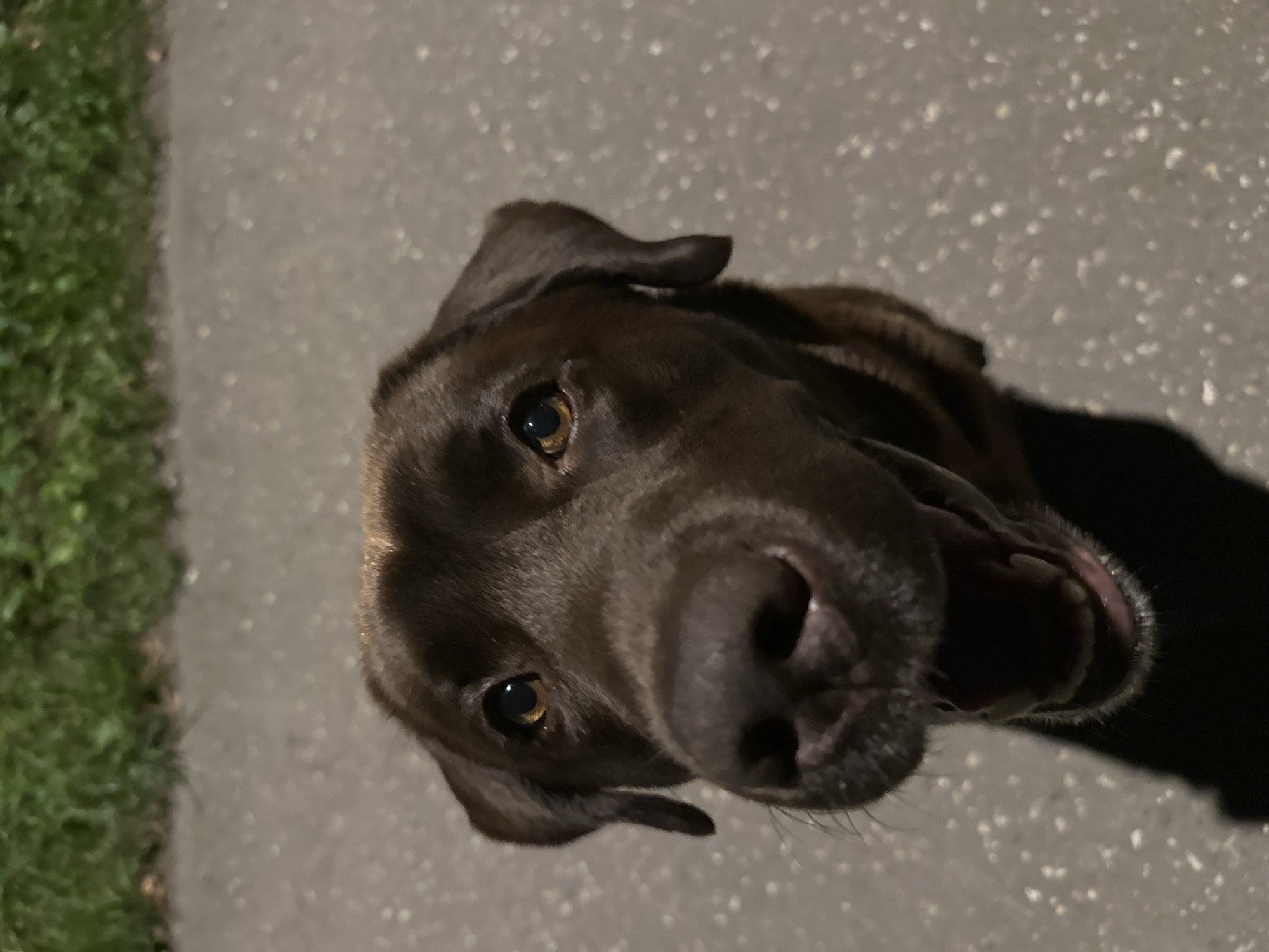 Chocolate Lab's evening walk, bench rest, and bath time