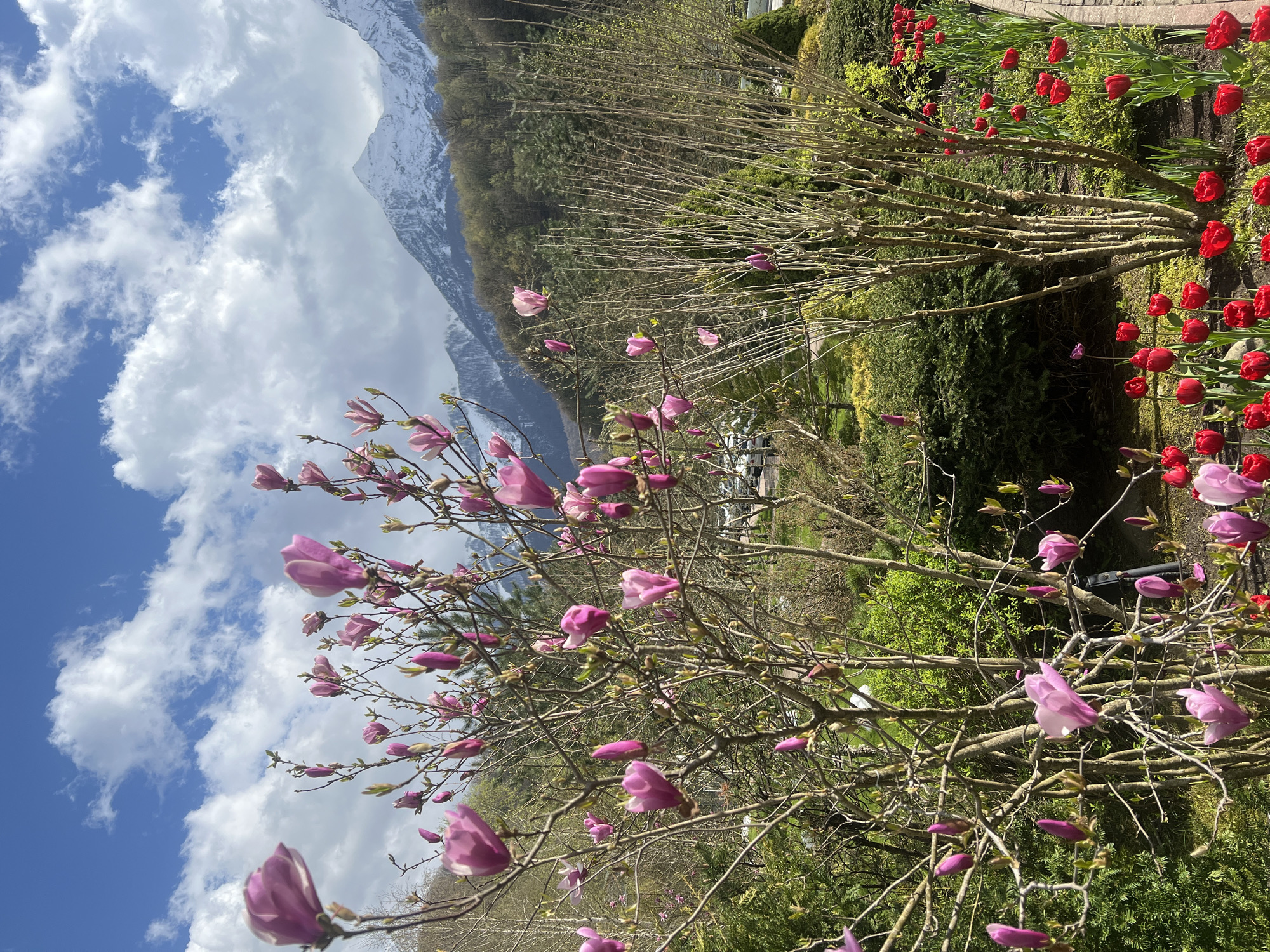 Spring magnolia blooms captured against mountain backdrop in Estosadok