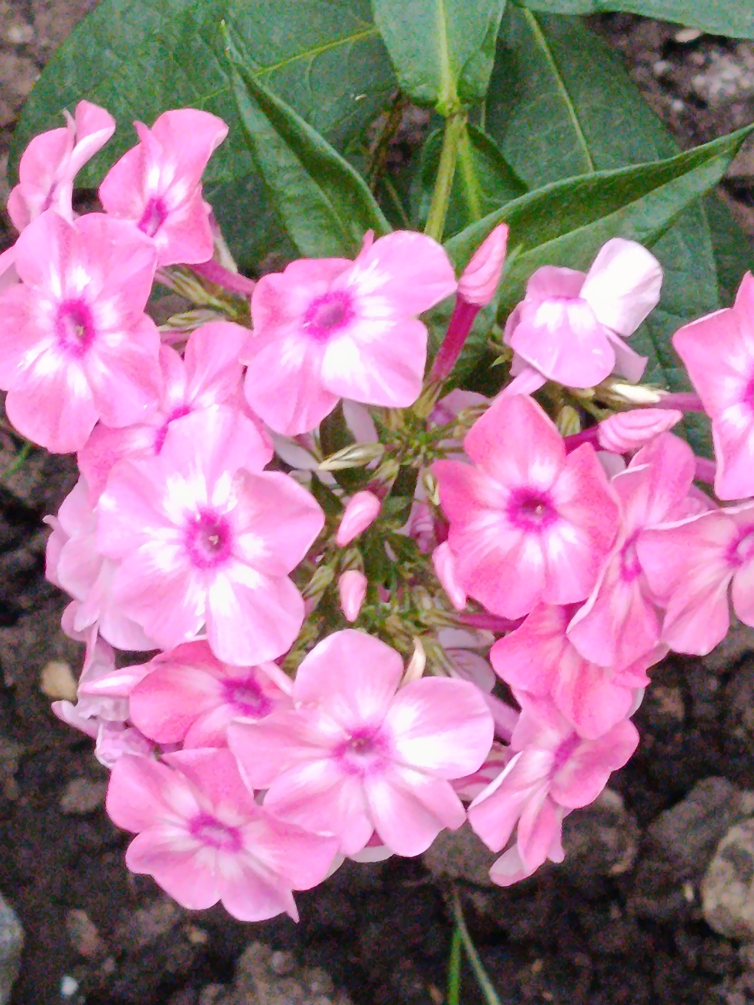 Summer afternoon at a Saratov home: garden, cats, and flowers