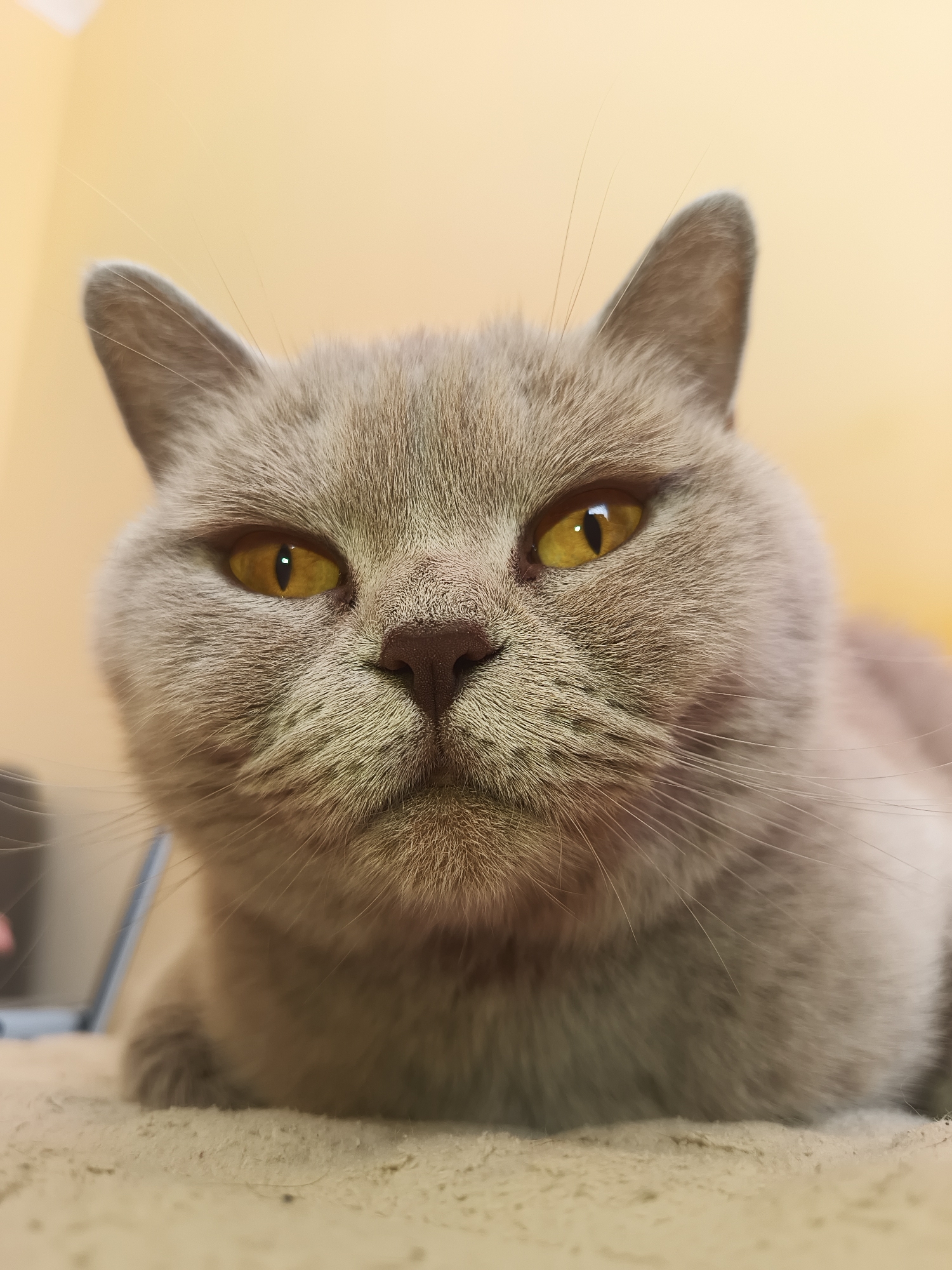 Grey British Shorthair cat portrait, Ternopil