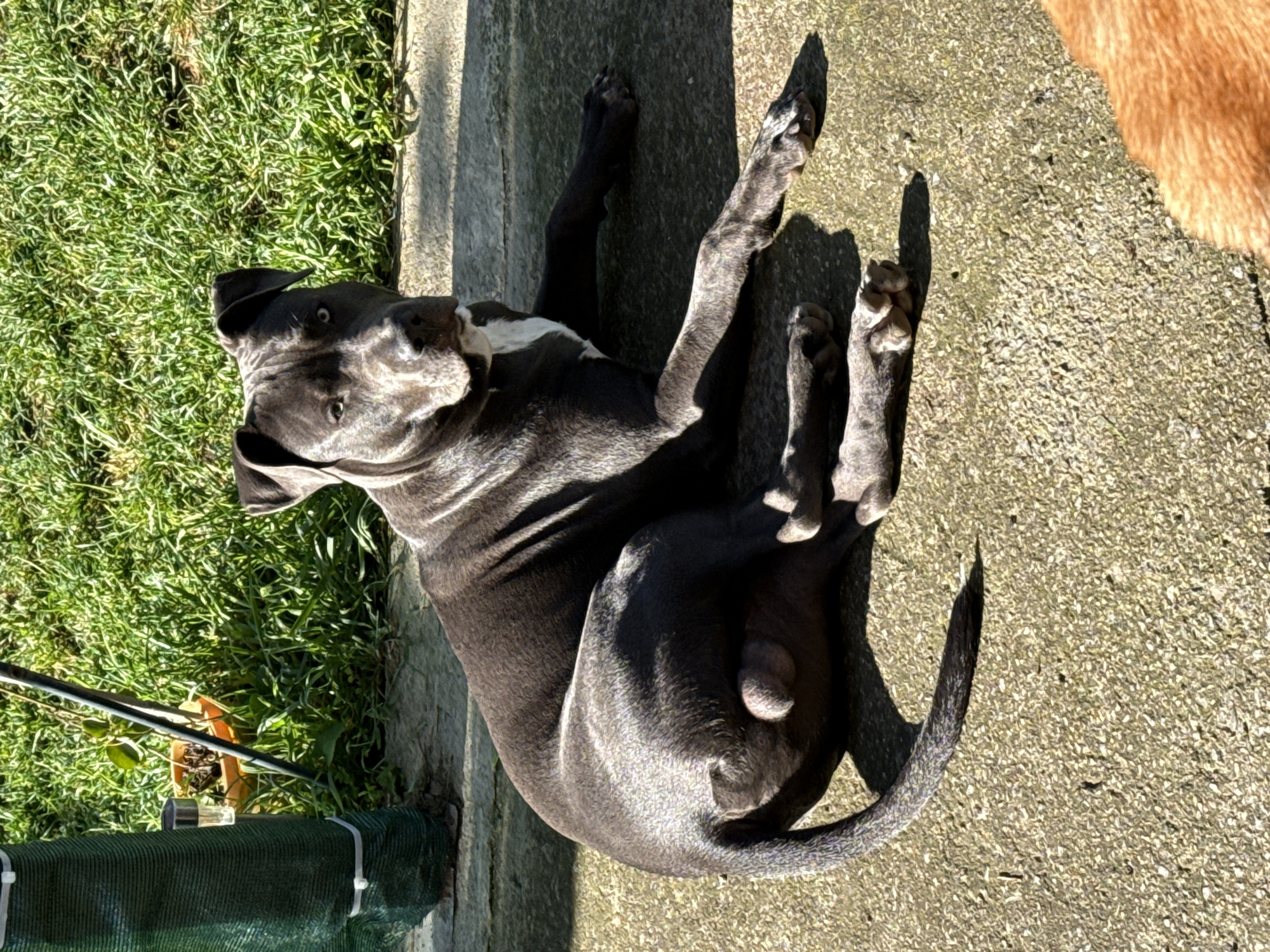 Dogs rest on concrete surfaces in Zornitsa, Bulgaria