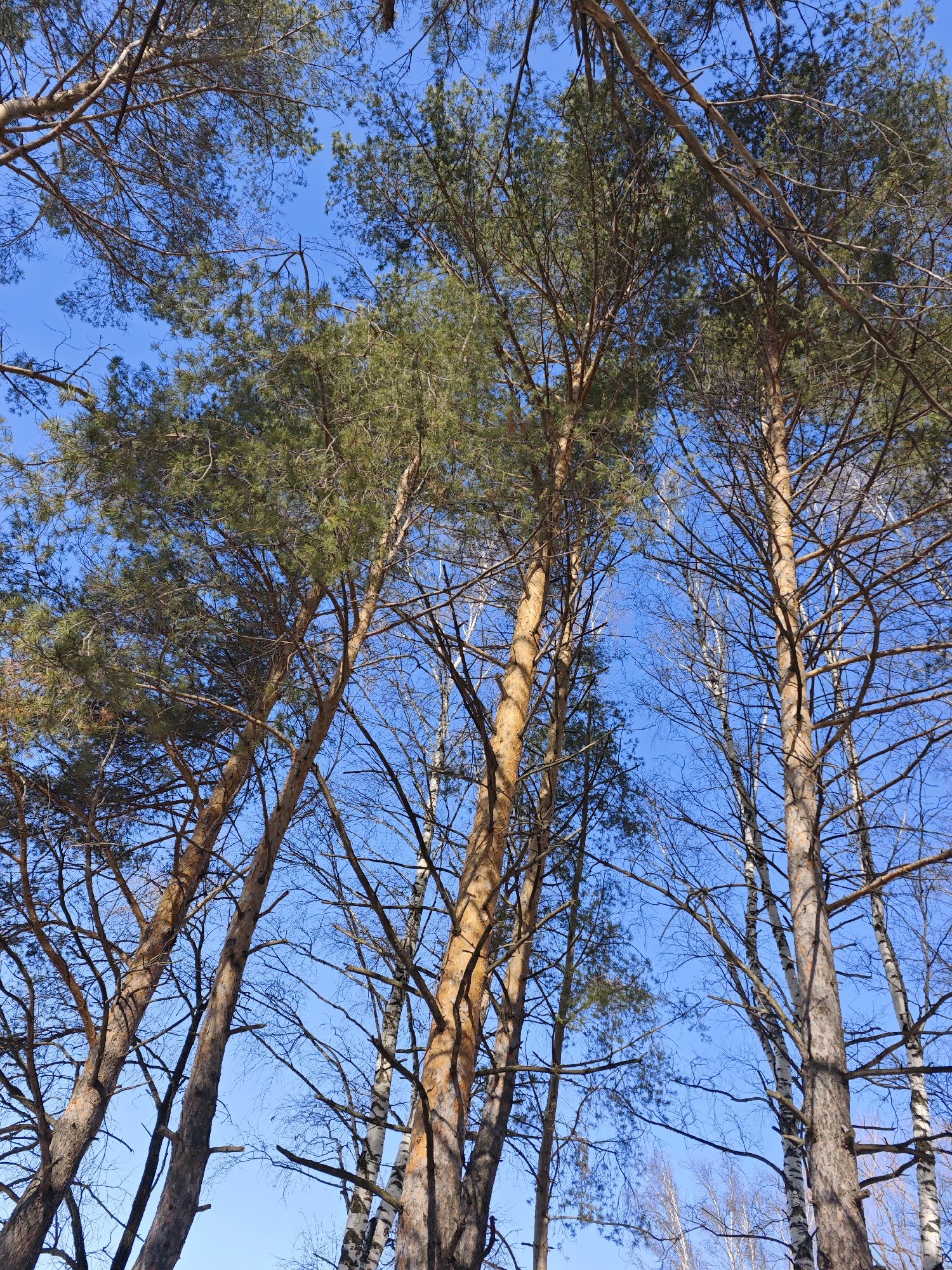 Spring family activities documented across Chaikovsky Russia parks