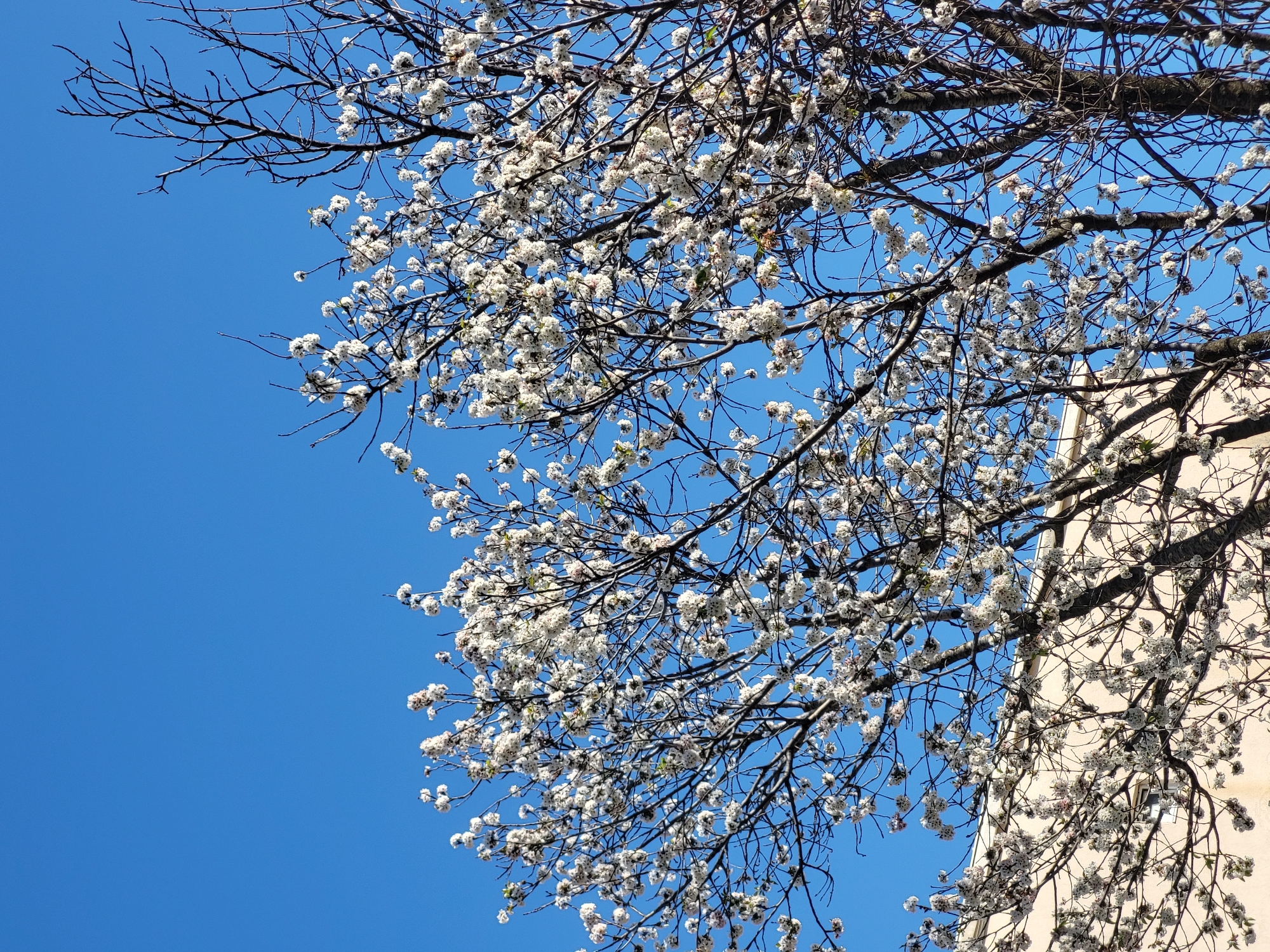 Spring blooms captured against blue sky in Budva