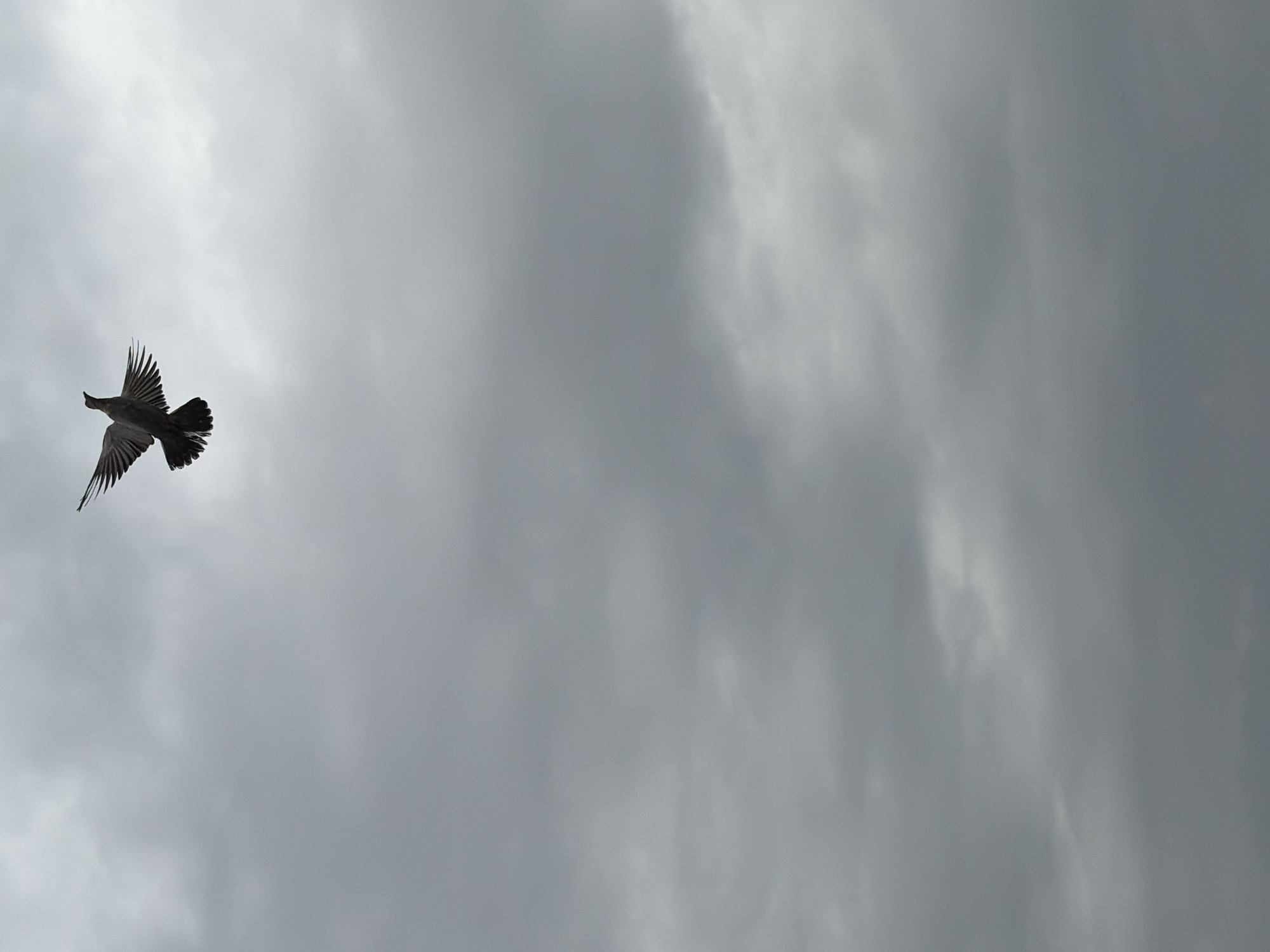 Bird spotted flying through gray skies in Igboefon, Nigeria