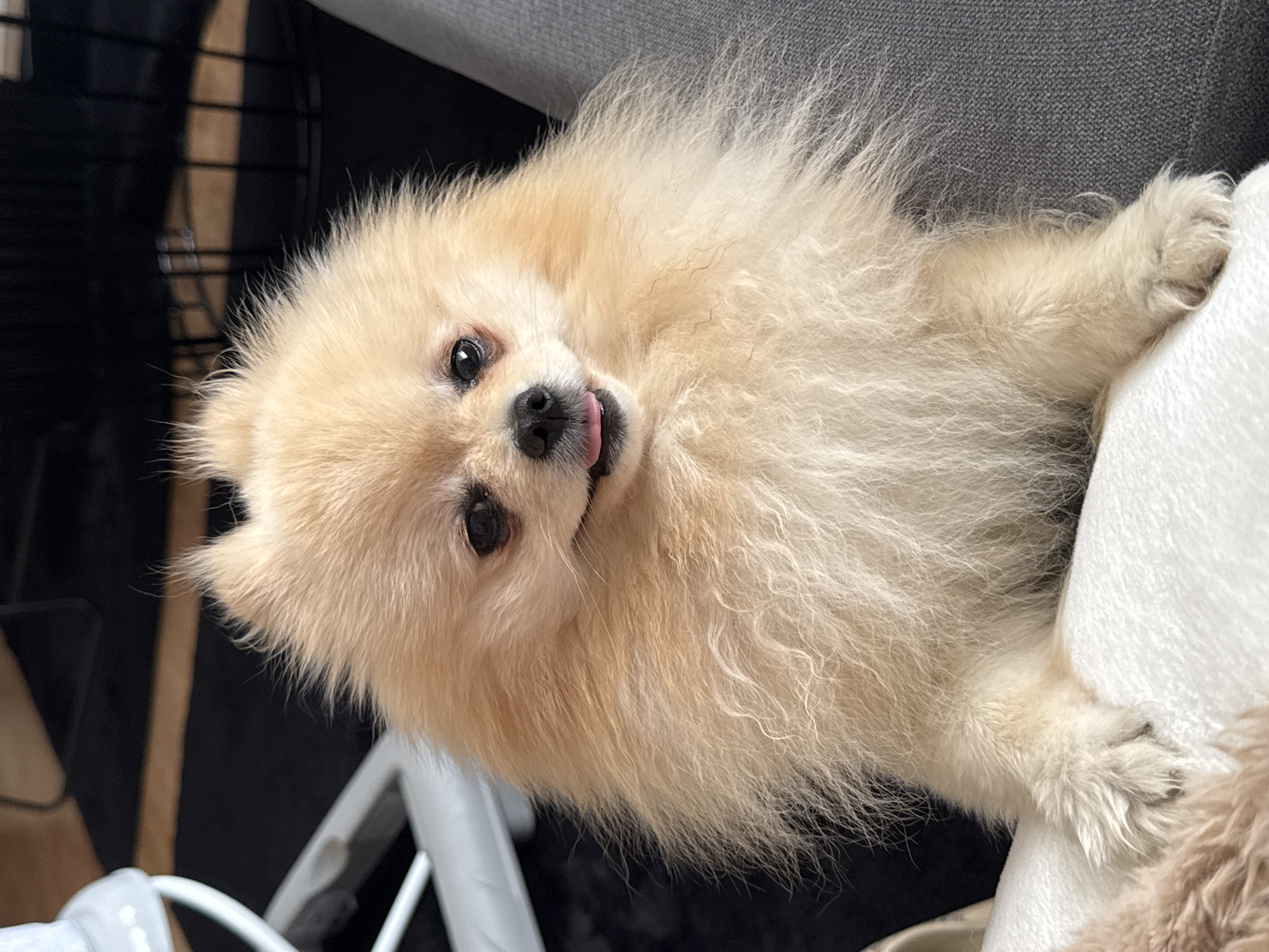 Pomeranian dog plays with sandal in German home
