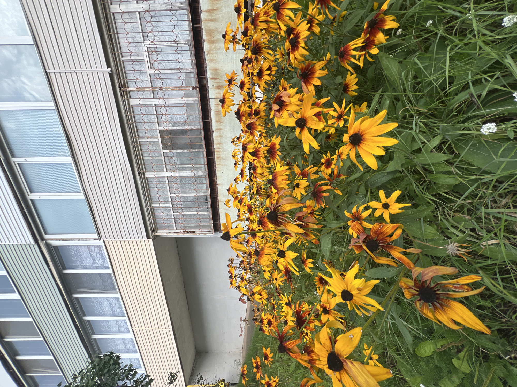 Selfies among summer blooms outside a Noviy apartment block