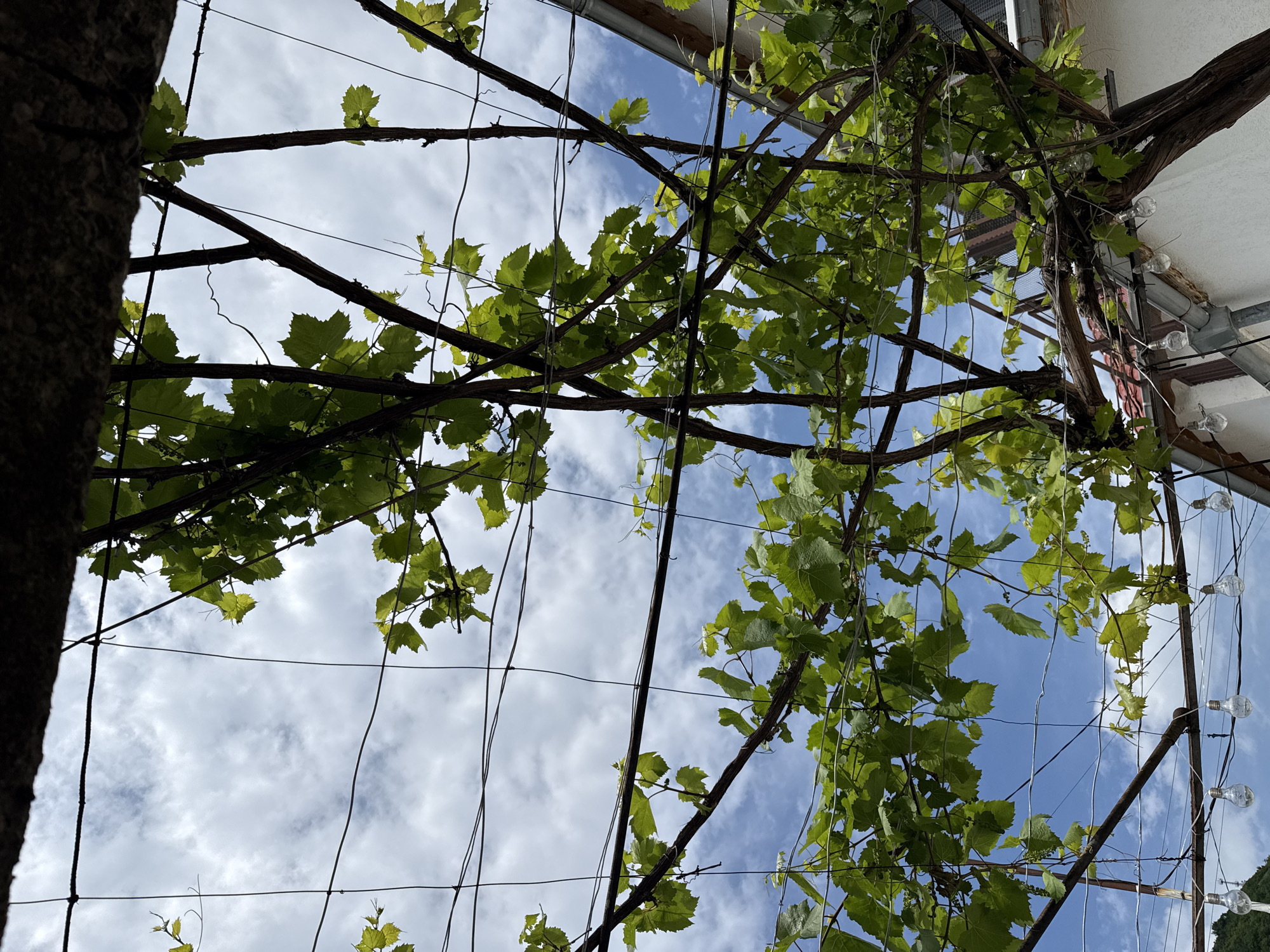 Grape vine terrace with decorative lighting captured in Shumen