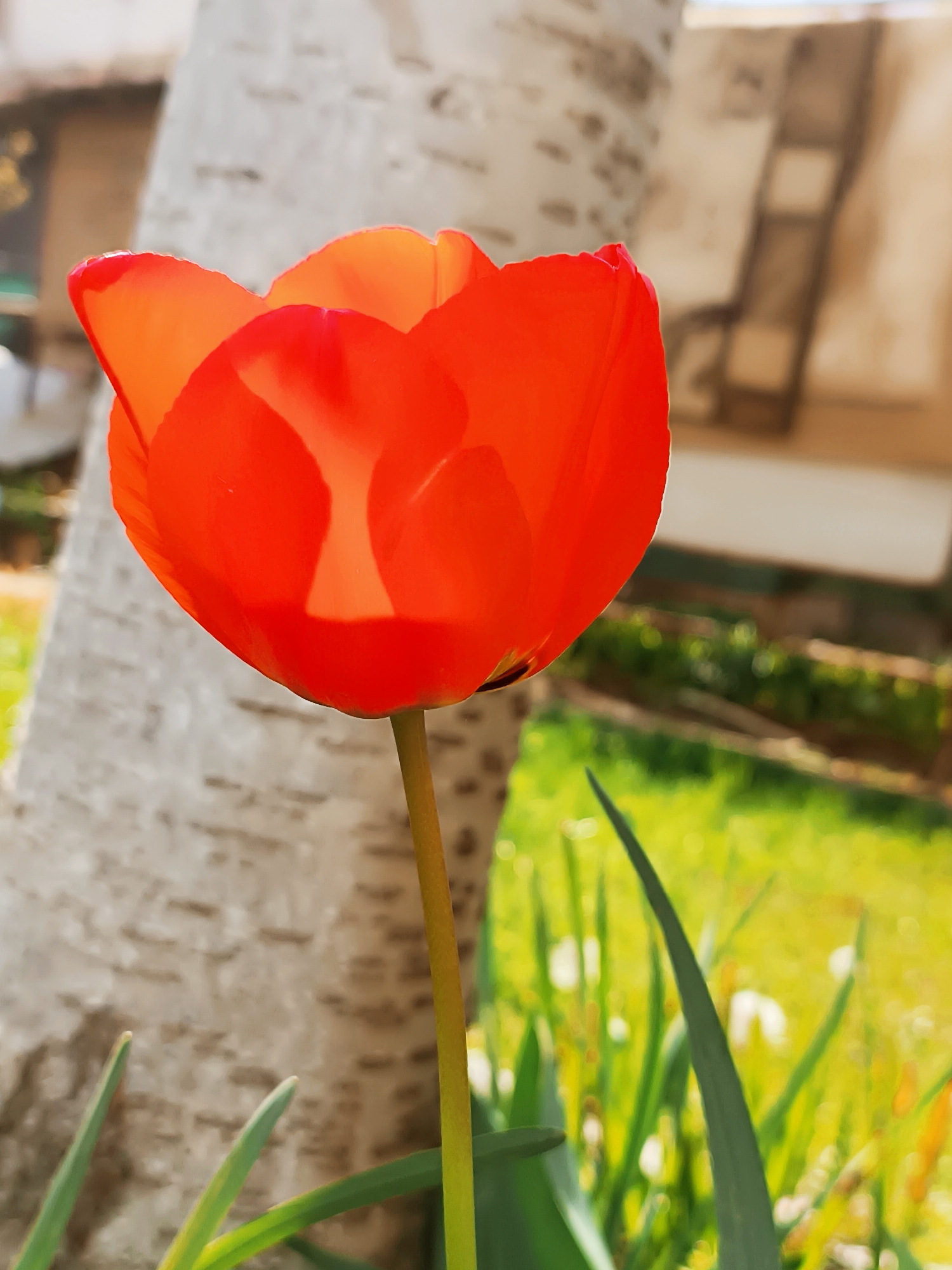 Red tulip photographed in bloom in Kulata, Bulgaria