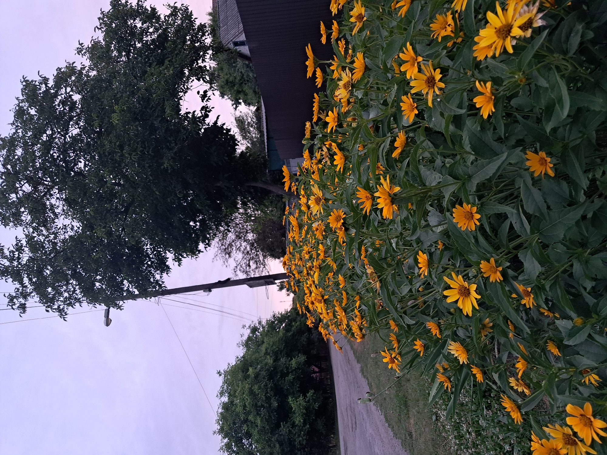 Summer evening walk through Kremenchuk neighborhoods at golden hour